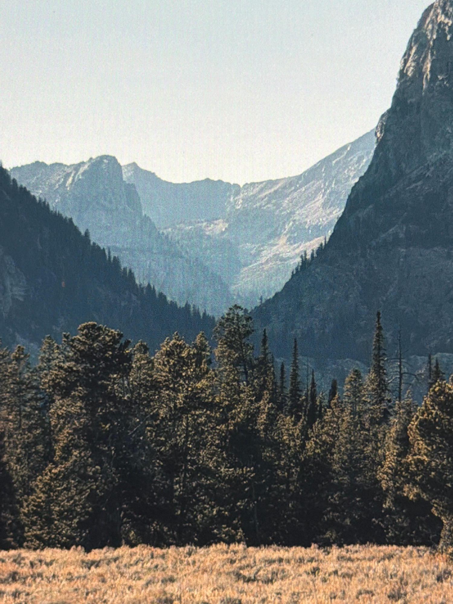 The image depicts a panoramic view of a mountainous landscape. In the foreground, a field of dry, golden grass stretches across the bottom of the frame. Behind the field, a dense forest of dark green coniferous trees occupies the mid-ground, with the tops of the trees forming an uneven line against the mountains. The background is dominated by a series of rugged, blue-tinged mountains that recede into the distance. The sky is a pale, hazy blue, with a lighter tone towards the horizon. The overall impression is one of a vast, natural, and somewhat remote wilderness.