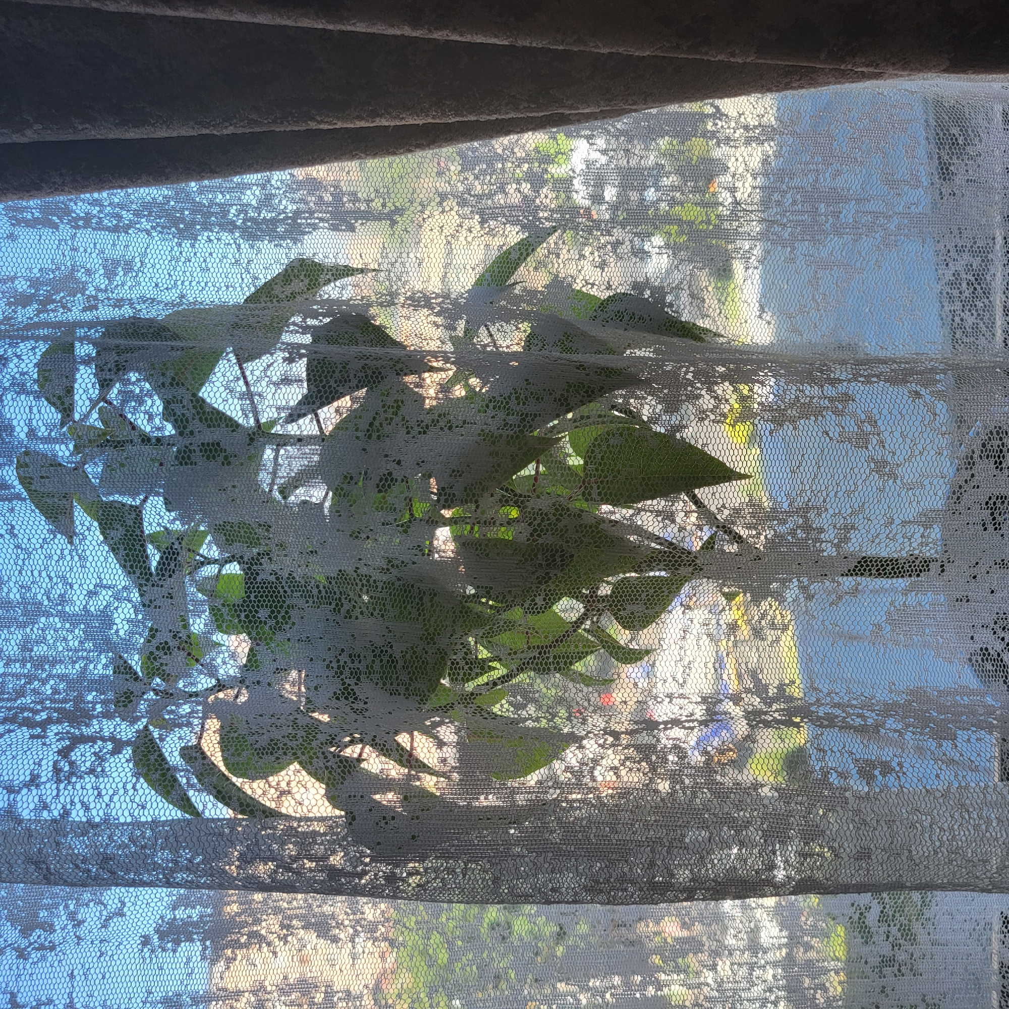 The image presents a serene indoor perspective looking out through a window, dominated by a white, translucent lace curtain. This sheer curtain covers most of the frame, featuring intricate floral and geometric patterns that filter the incoming daylight.
In the top section of the image, a dark, heavy drape, likely made of velvet or a similar opaque fabric, is partially drawn, revealing the lighter sheer curtain and the view beyond. Positioned directly behind the lace curtain, a vibrant green potted plant with numerous leaves is prominently visible. Its foliage is softly diffused and partially obscured by the curtain's delicate texture, with some leaves catching the light.
Through the intricate mesh of the lace, a clear and bright daytime scene unfolds. A blue sky is distinctly visible, indicating fair weather. Distant urban or residential buildings, some with discernible architectural details, can be seen, interspersed with areas of green foliage, suggesting trees or other landscaping. The quality of light, with bright highlights on the lace and plant and some soft shadows, suggests it is either morning or late afternoon on a sunny day.
The image captures a quiet, domestic moment, offering a diffused glimpse of the outside world. No people are visible, and there is no discernible text. The scene is set in Yerevan, Armenia.