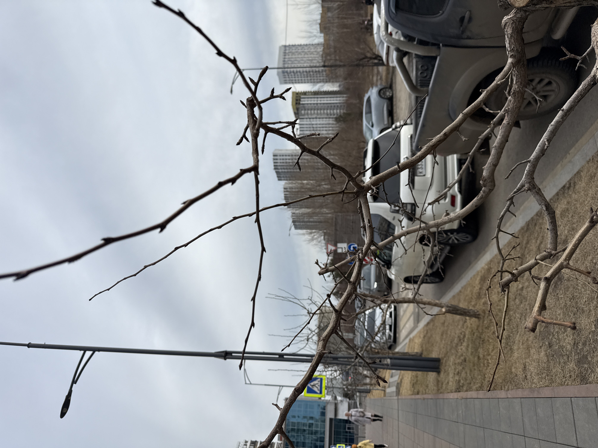 The image presents an urban street scene in Krasnoyarsk, Russia, captured on an overcast day. In the foreground, bare tree branches obscure the view, suggesting a transitional season, likely late autumn or early spring. A row of parked cars lines the right side of the street, ranging in color from white to silver to grey, with one SUV being prominent. Pedestrians can be seen walking along the sidewalk in the middle ground. A street sign with a yellow border and a dark blue pictogram is visible. Behind the streetscape, a line of modern apartment buildings rises against the pale sky, indicating a residential district. Streetlights are present, as well as a landscaped area covered with brown grass along the sidewalk.