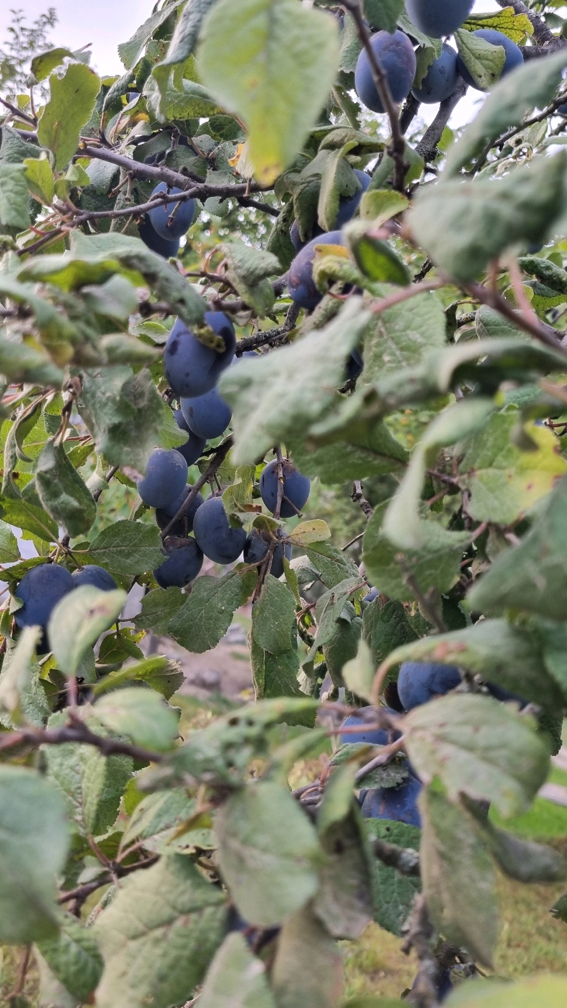 The image depicts a close-up view of a plum tree with ripe, dark blue plums hanging from its branches. The plums are clustered together and partially obscured by green leaves. The lighting suggests an outdoor setting, likely during the daytime. The background is out of focus, showing hints of greenery and a possibly overcast sky. There are no people visible in the image. The image was taken in Izky, Ukraine.