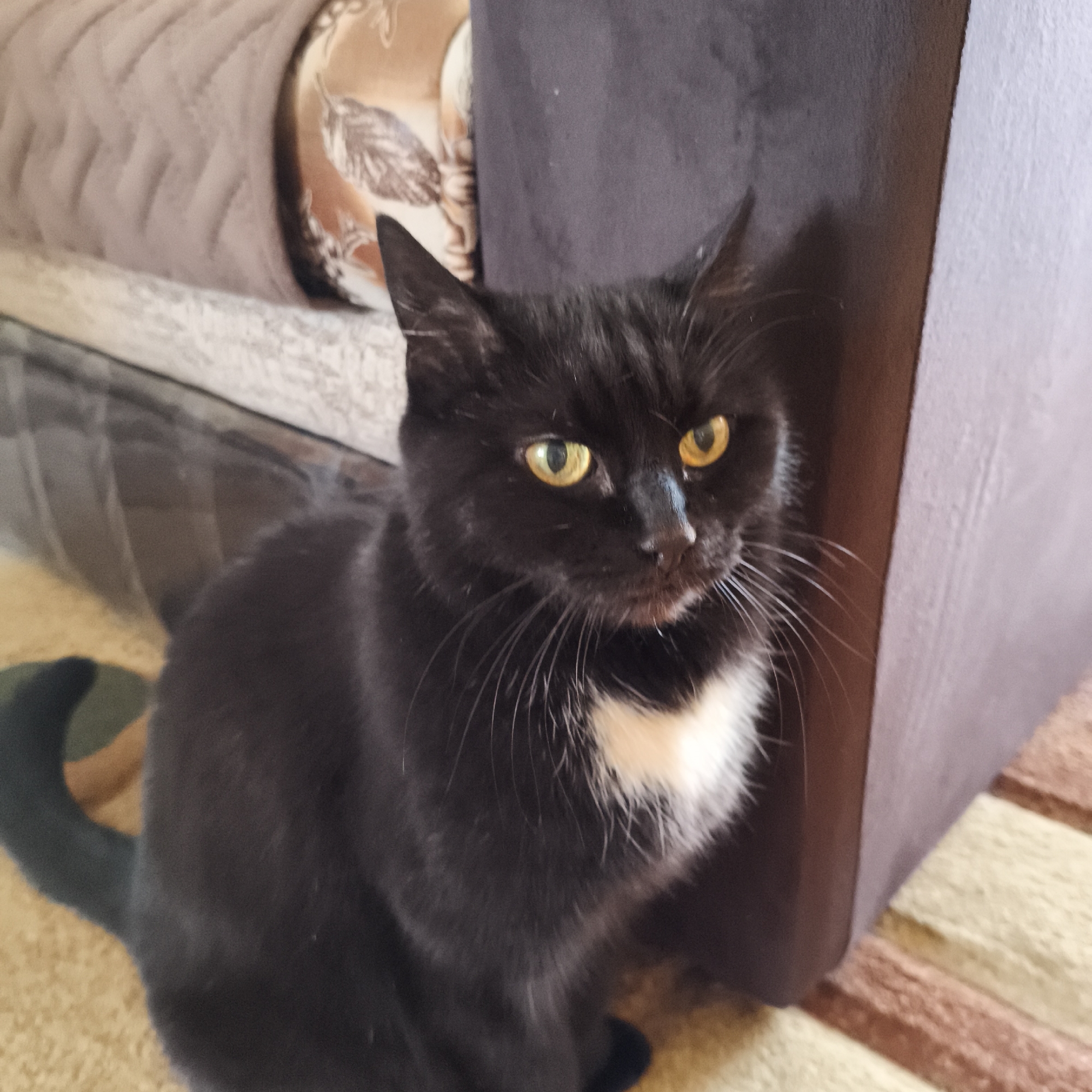 A black cat with yellow eyes and a white patch on its chest is sitting on a patterned carpet. The cat is positioned next to a dark brown corner of a piece of furniture. In the background, there is a section of a couch with a decorative pillow on it and a glass surface. It is not possible to identify the city of Chaikovsky, Russia, or any other specific location based on the given image.