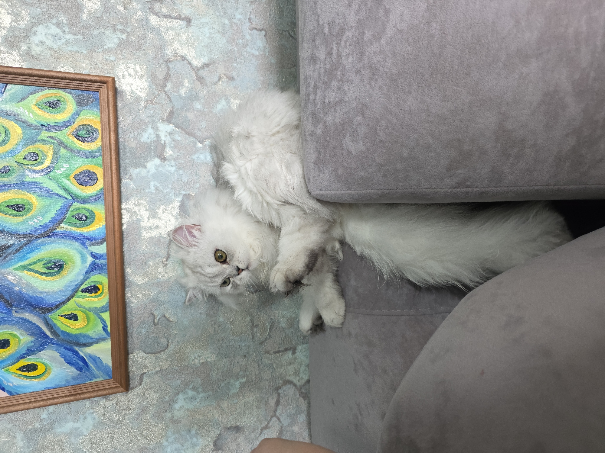 A fluffy white cat with green eyes is lounging on a grey couch. The cat is positioned between two sections of the couch, with its body stretched out and its tail extended. A painting of peacock feathers hangs on the wall to the left of the couch. The wall has a textured, abstract pattern in shades of grey and blue. A portion of a human hand is visible in the lower right corner of the image, suggesting someone is interacting with the cat or the scene. The lighting appears to be artificial, casting a soft glow on the subjects. The overall mood is relaxed and domestic, with the cat appearing comfortable and at ease. The image was captured in Novocheboksarsk, Russia.