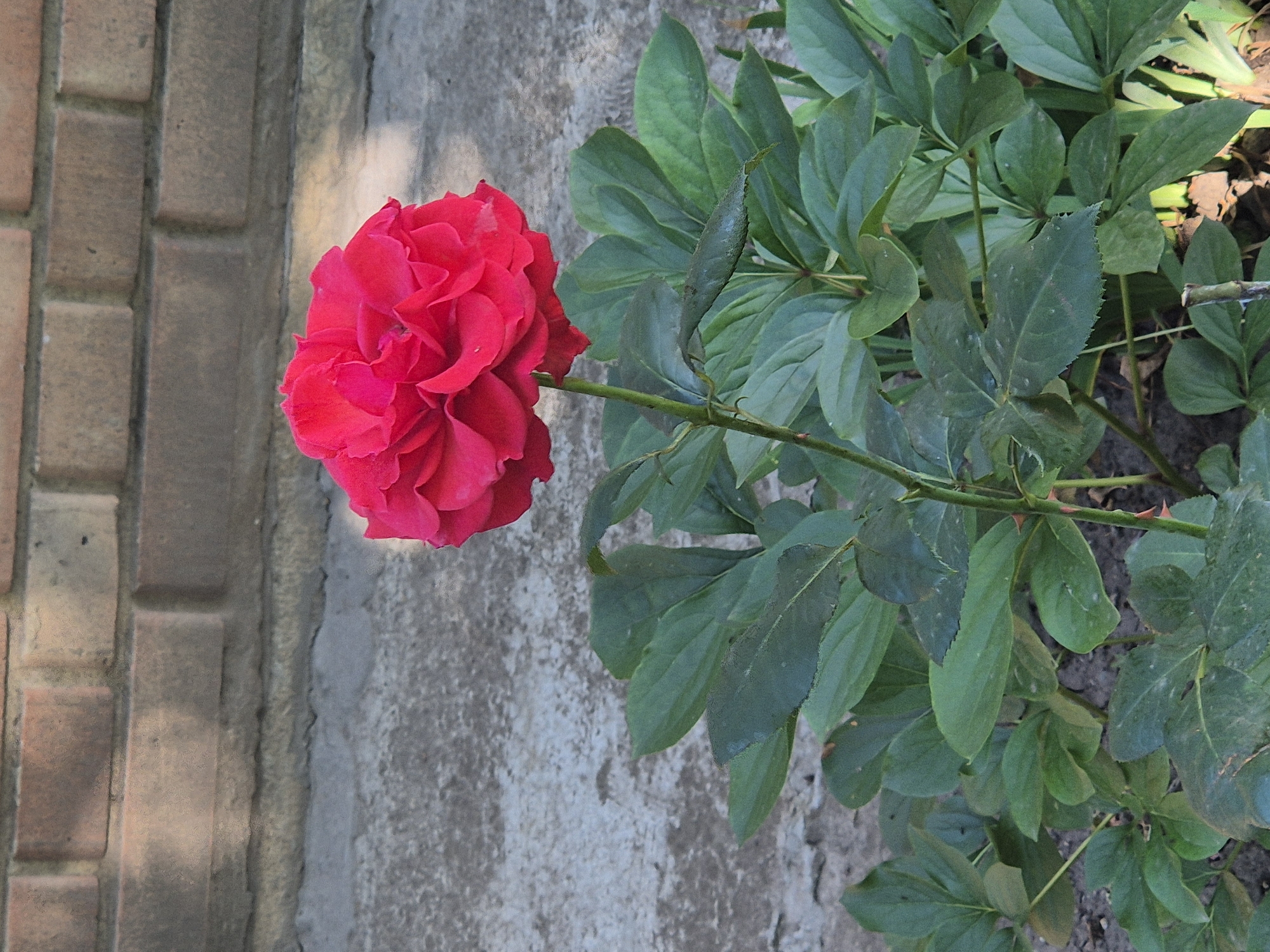 A single, vibrant pink rose is in full bloom, its petals tightly layered and showing a rich, saturated color. The rose is positioned centrally, supported by a slender green stem that extends downwards, surrounded by a cluster of lush, dark green leaves. The foliage appears dense and healthy, with some leaves showing a slightly textured surface. The rose and its plant are situated in what appears to be a garden or outdoor area. In the background, a textured wall constructed of reddish-brown bricks is visible, with a band of rough, grey concrete beneath it. The ground is covered with dark soil, with hints of dry leaves or mulch. The lighting suggests an outdoor daytime setting, with shadows cast by the brickwork onto the concrete surface. The overall impression is one of a blooming flower in a natural or cultivated outdoor environment.