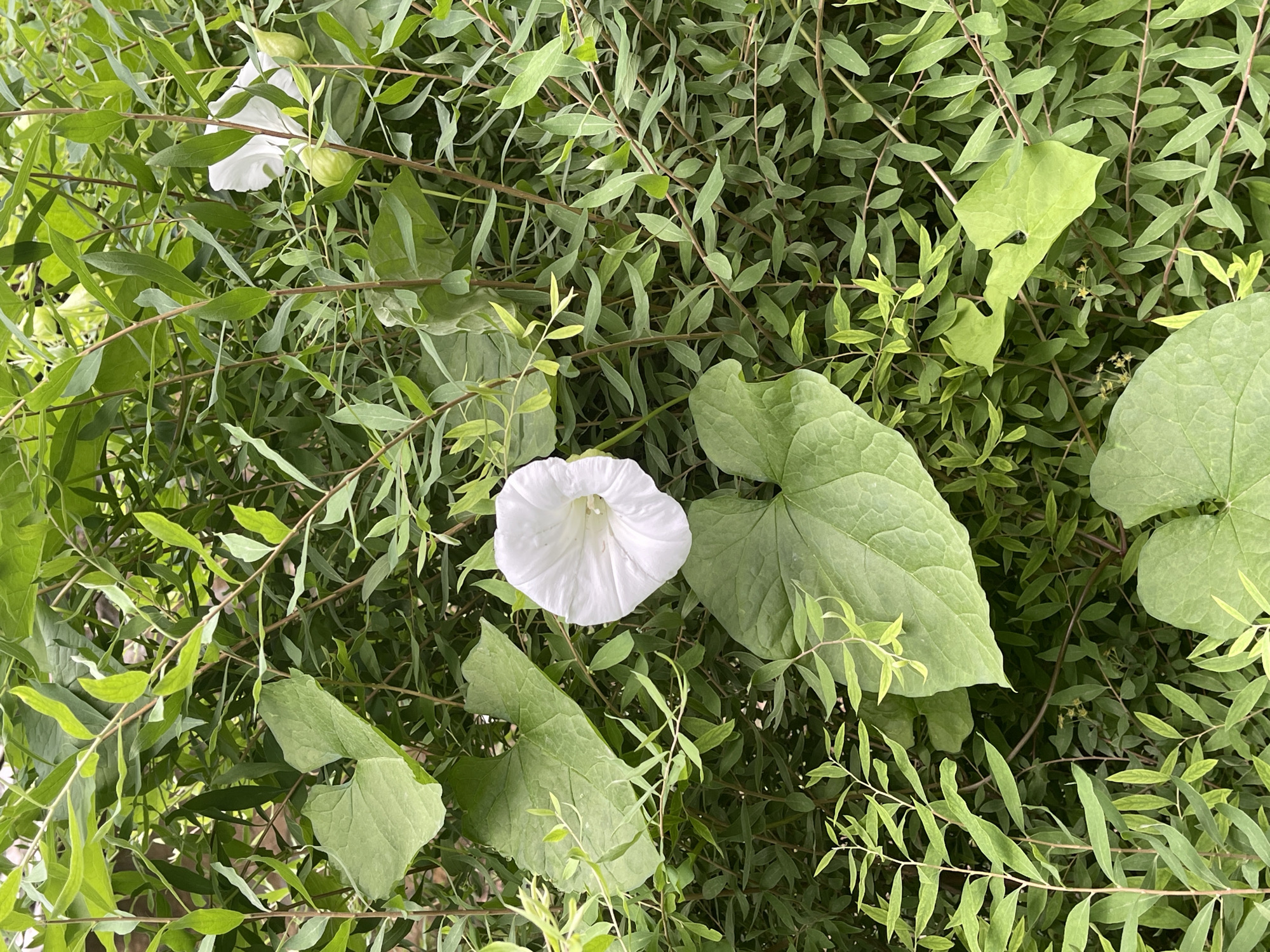 The image shows a close-up view of white bindweed flowers and heart-shaped leaves against a backdrop of dense green foliage. The flowers are trumpet-shaped, with delicate white petals. The leaves are large and prominent, with a distinct heart shape and visible veins. The surrounding greenery consists of slender branches with numerous small, elongated leaves. The overall scene is one of natural growth, likely in an outdoor setting. The image does not contain any people or specific city landmarks, so its location in Zheleznovodsk, Russia, cannot be determined from the visual information alone.