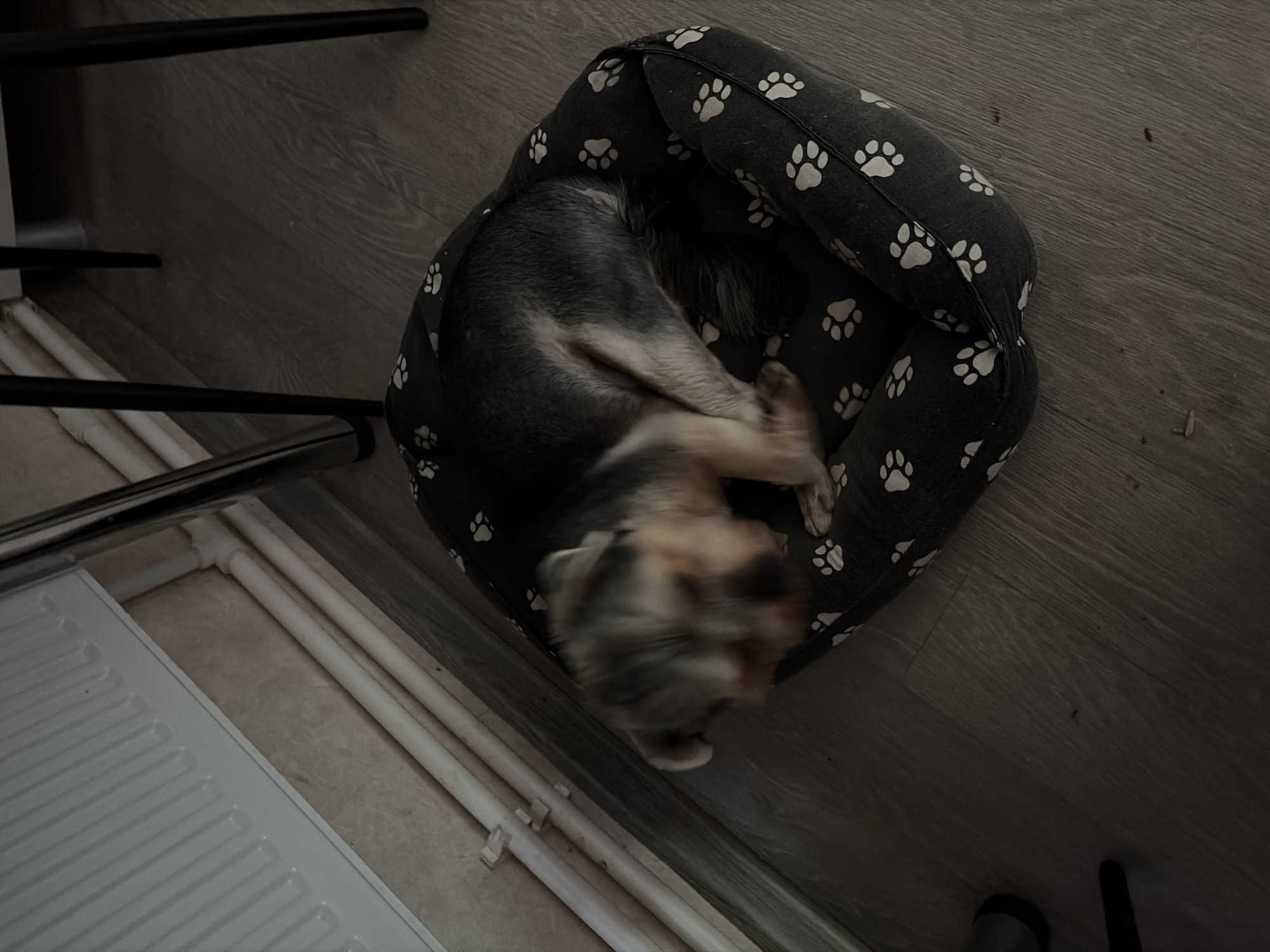 A small dog is curled up in a black dog bed with white paw prints, which is on a light brown wooden floor. The dog is mostly visible from the side, with its head down and blurred due to motion. It appears to be a Yorkshire Terrier or a similar breed, with grey, tan, and black fur. To the left of the dog bed, against a light beige wall, is a white radiator with horizontal slats, and below it are white pipes. To the right of the scene, dark legs of a chair are visible. The overall lighting is dim. The image was taken indoors, likely in a residential setting.