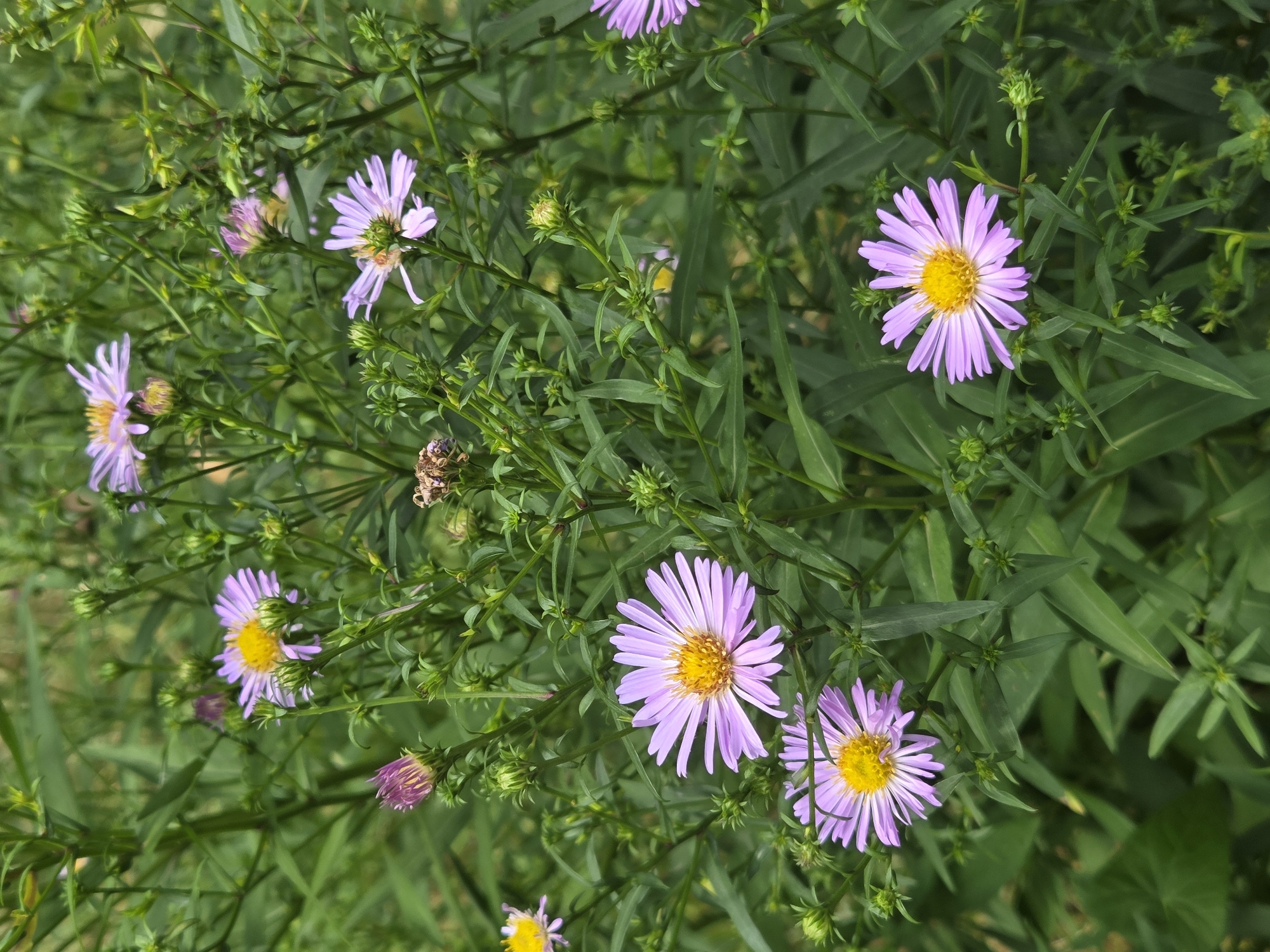 This is a close-up, vertical, eye-level shot of a cluster of light purple asters with yellow centers, set against a background of lush green foliage. The flowers are in various stages of bloom, with some fully open and others as buds. The petals are thin and elongated, radiating outwards from a prominent yellow disc. The stems are thin and green, with numerous small buds also visible throughout the arrangement. The overall impression is one of a wild, natural setting. The image was taken in the city of Podolsk, Russia.