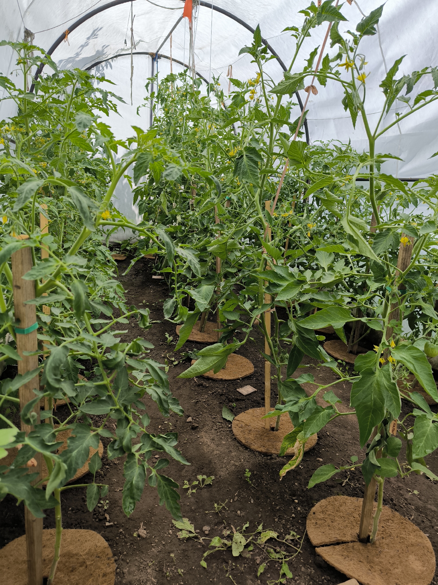 A greenhouse in Uzunovo, Russia, contains rows of young tomato plants, supported by wooden stakes and mulched with circular fiber mats. The plants have green leaves and some yellow flowers. The greenhouse is constructed with a white plastic sheeting covering a metal frame. The ground is dark soil, with a few weeds growing between the plants. The overall scene depicts a horticultural setting focused on cultivating tomato plants.