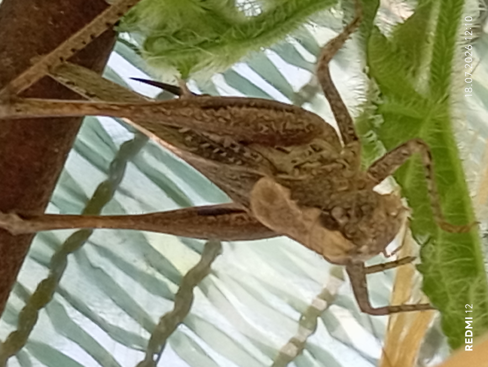 A close-up, eye-level shot captures a brown grasshopper hanging upside down on a green leafy plant, with a blurred background of green and white stripes. The grasshopper, facing downwards, displays intricate patterns on its wings and body. Its legs are splayed, and its antennae are visible. The plant it's perched on has fuzzy green leaves and stems. The scene appears to be outdoors, with a diffused light source suggesting it's daytime. The timestamp "18.07.2026 12:10" and "REDMI 12" are present in the lower right and left corners, respectively. This image provides no information about the city of Smila, Ukraine.