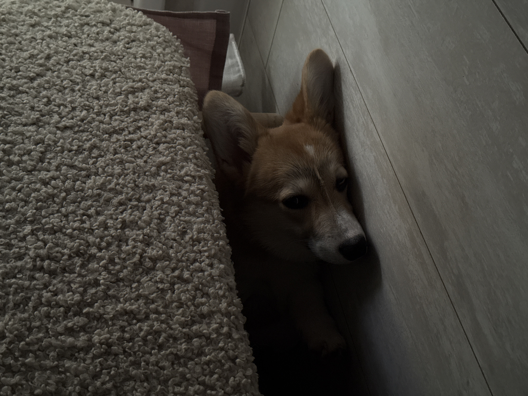 A tan and white corgi dog is wedged between a light gray shag carpet and a light gray wall. The dog's head is pressed against the wall, and its body is partially hidden by the carpet. The environment appears to be indoors, likely a home interior. The location is specified as Chaikovsky, Russia, but there is no visual evidence within the image to confirm this.