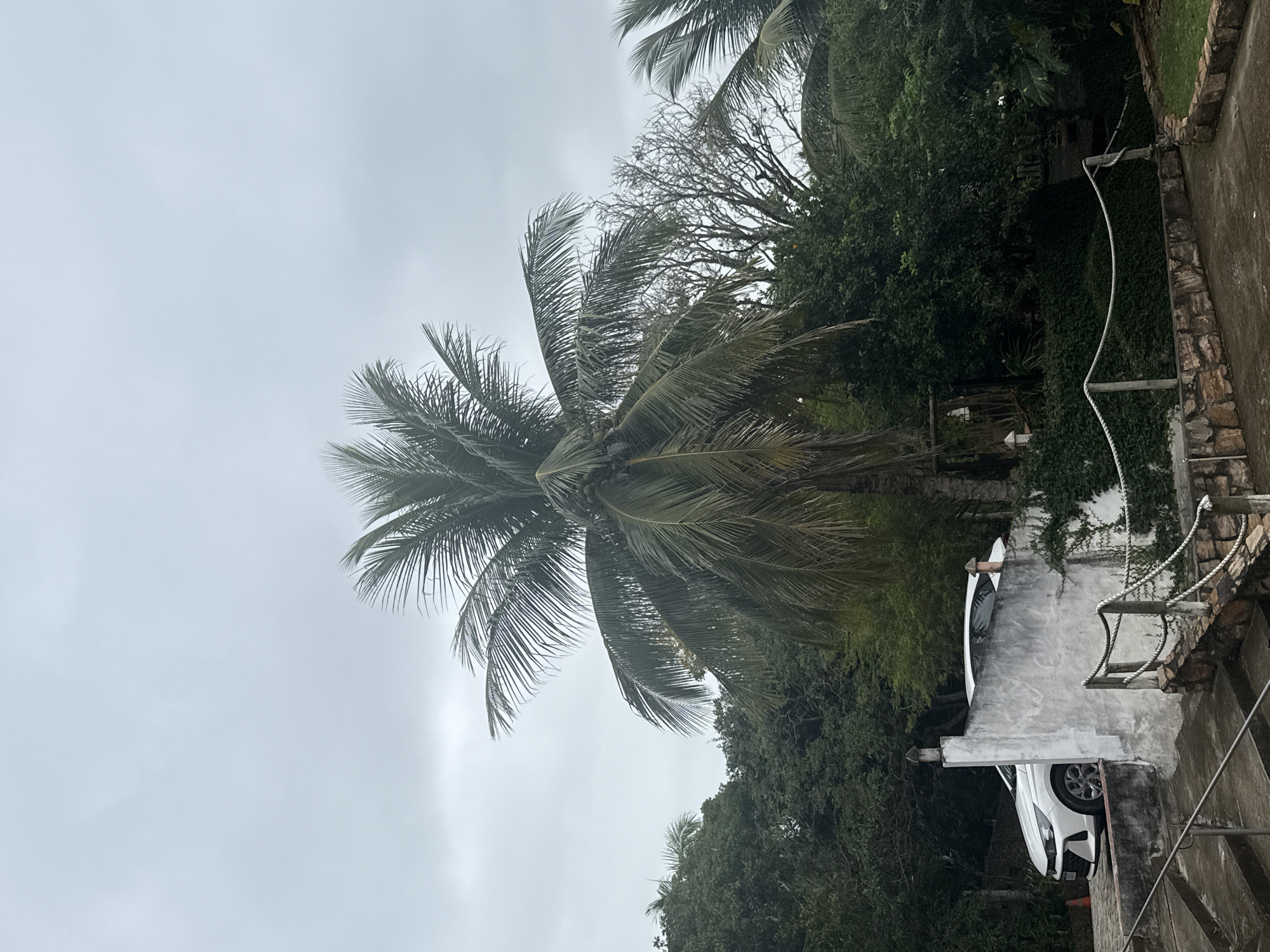 The image depicts an outdoor scene with lush vegetation and a cloudy sky. In the foreground, there are concrete steps leading down to a paved area. A white wall, partially covered in ivy, runs along the right side of the paved area, with a rustic rope fence in front of it. A white car is parked behind the wall. A tall palm tree stands prominently in the center of the frame, with its fronds reaching towards the sky. The background is filled with dense greenery, including various trees and bushes. The overall atmosphere is overcast, suggesting a cloudy day. The location is identified as São Pedro Da Aldeia, Brazil. There are no people visible in the image.
