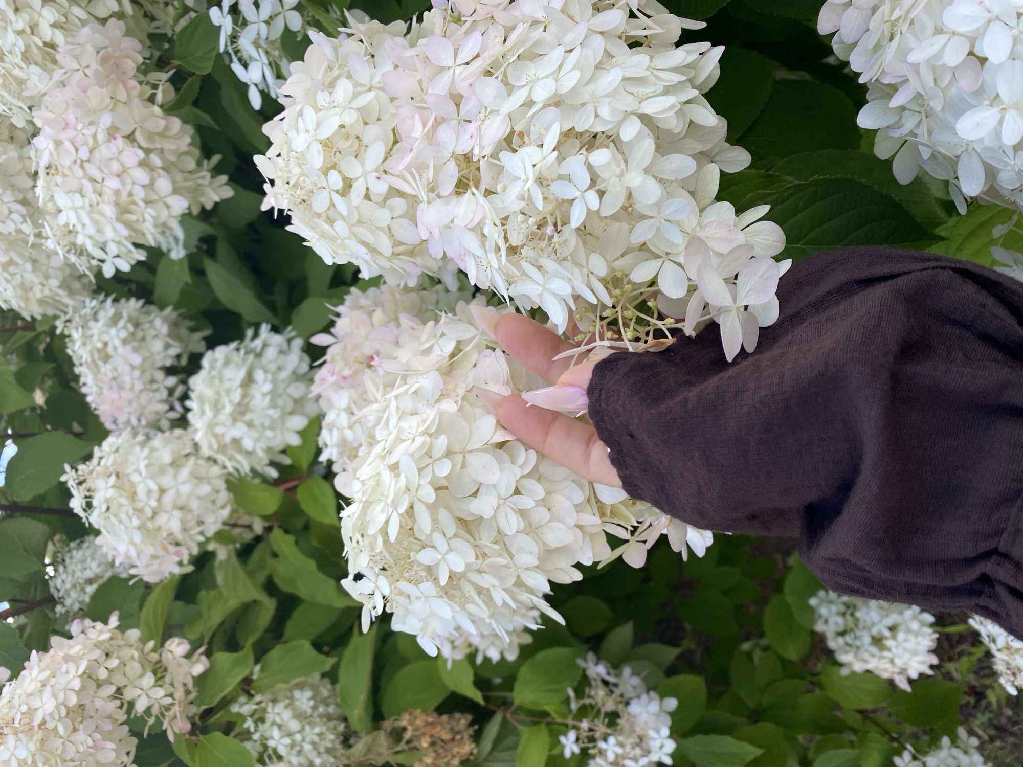 The image displays a close-up view of white hydrangeas in bloom, with a hand adorned with long, light-colored fingernails gently touching the petals. The hand is covered by a dark brown garment. The background consists of lush green leaves and more clusters of white hydrangeas, some of which have subtle pinkish hues. The overall impression is one of soft focus and natural beauty. The location in Kudrovo, Russia, is not discernible from the visual information provided in the image.
