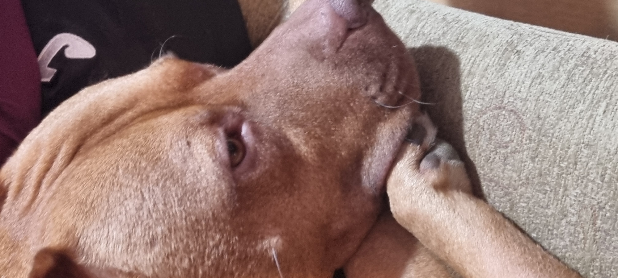 The image shows a close-up of a tan-colored dog resting on a beige couch. The dog's head is turned to the side with its paw resting near its face. The dog's eye is partially open. To the left of the dog's head, a black garment with a partial white logo is visible, along with a dark purple fabric. The background consists of the couch's textured material and a shadow.