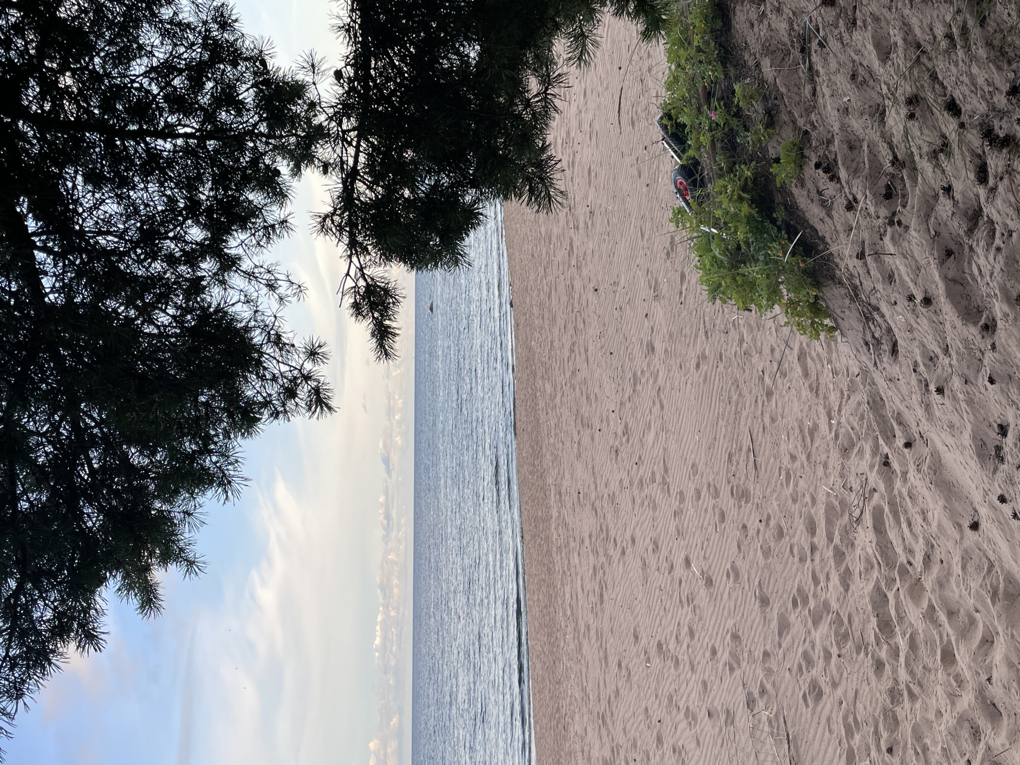 The image depicts a serene beach scene in Zelenaya Roshcha, Russia, framed by the dark, silhouetted branches of a pine tree in the foreground. The sand is a soft, pinkish-tan color, showing faint ripples and scattered footprints. To the right, a patch of lush green foliage grows on a sandy embankment, with a single pink flower visible. Partially obscured by the greenery, a disassembled bicycle with red-rimmed wheels lies on the sand. Beyond the beach, the calm, blue-grey water of a large body of water stretches to the horizon, where it meets a sky filled with soft, white clouds against a pale blue backdrop. A single, large rock is visible in the water in the distance. The overall impression is one of natural tranquility and stillness.