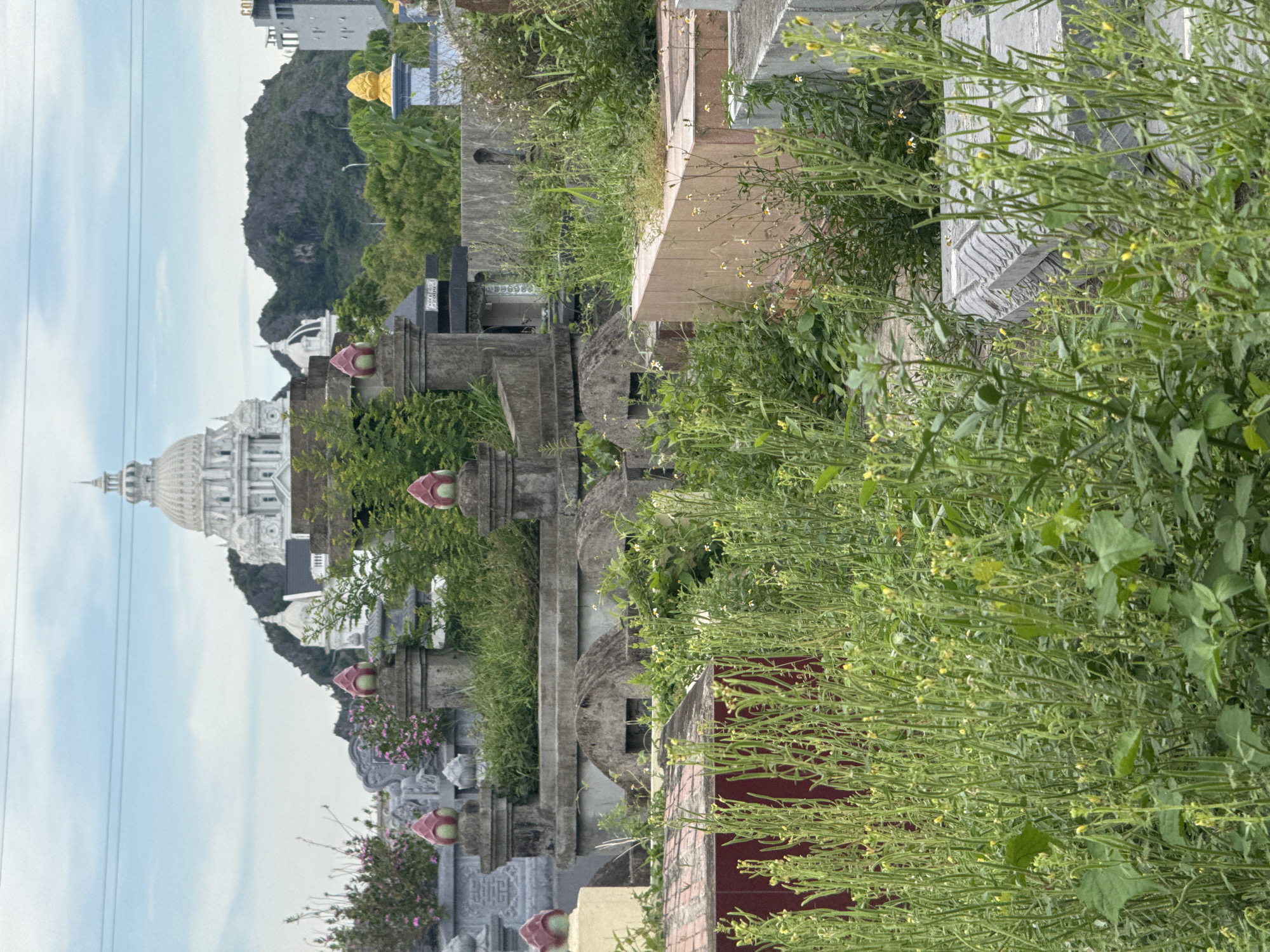 The image shows a cemetery in Hoa Lư Ward, Vietnam. The foreground is dominated by tall, overgrown green weeds and plants, some with small yellow flowers. Among the vegetation, various grave structures are visible. These include what appear to be concrete or stone slabs and mausoleum-like structures. Some of the larger structures have decorative elements like lotus-shaped finials. In the midground, there are more elaborate grave markers and what seem to be pathways between them, also largely overgrown. In the background, a large, ornate white building with a dome and multiple smaller domes is visible, situated against a backdrop of lush green hills and a cloudy sky. Power lines are also visible in the sky.