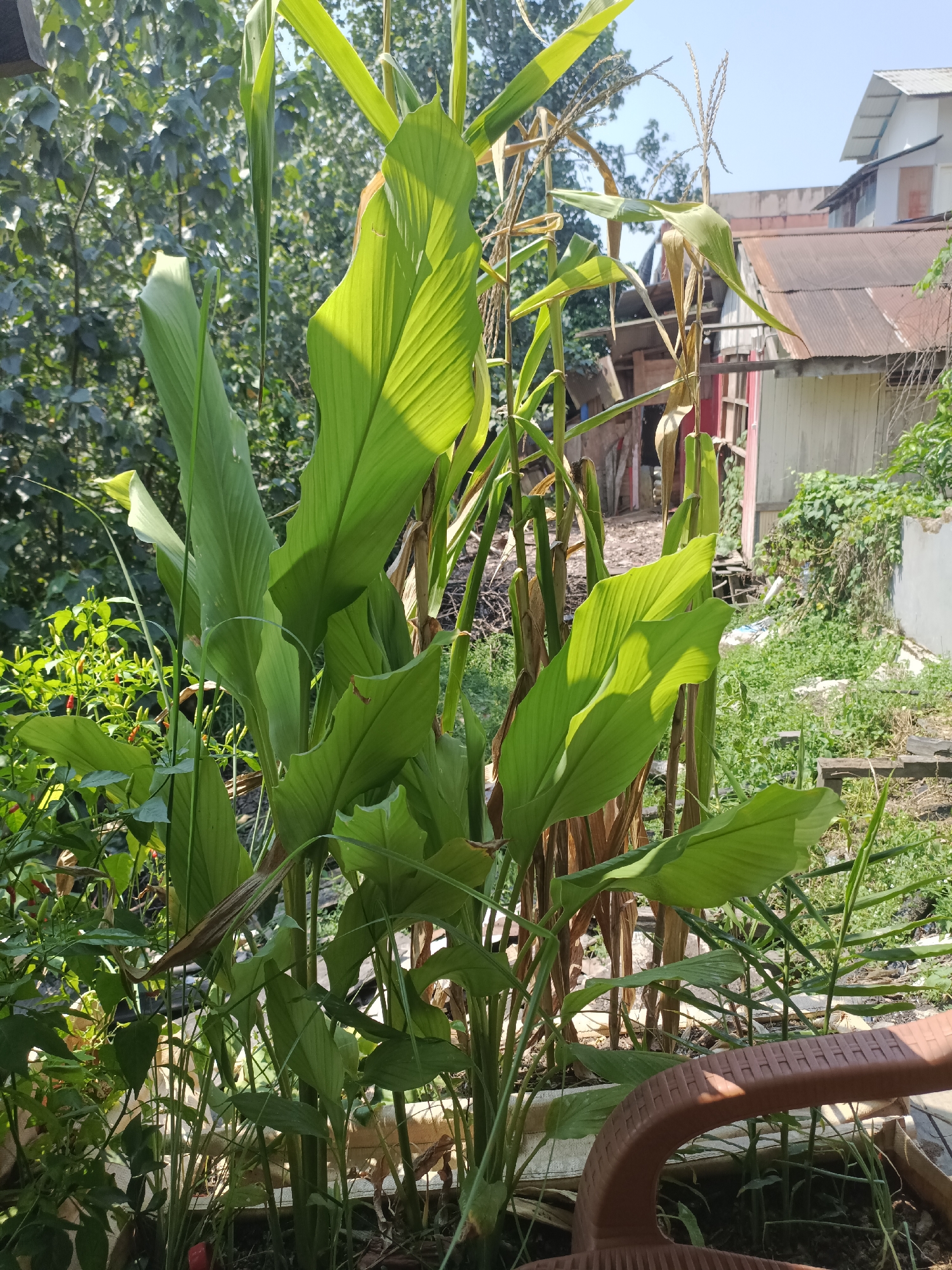 A medium shot captures a vibrant green plant with large, ribbed leaves in the foreground, bathed in sunlight which casts distinct shadows. Behind it, several dried corn stalks with their tassels are visible. To the left, a cluster of smaller plants with red chilies can be seen. In the background, out-of-focus, are several buildings with corrugated metal roofs, characteristic of an urban or semi-urban environment in Sangatta, Indonesia. The overall scene suggests a residential backyard or a small garden area.