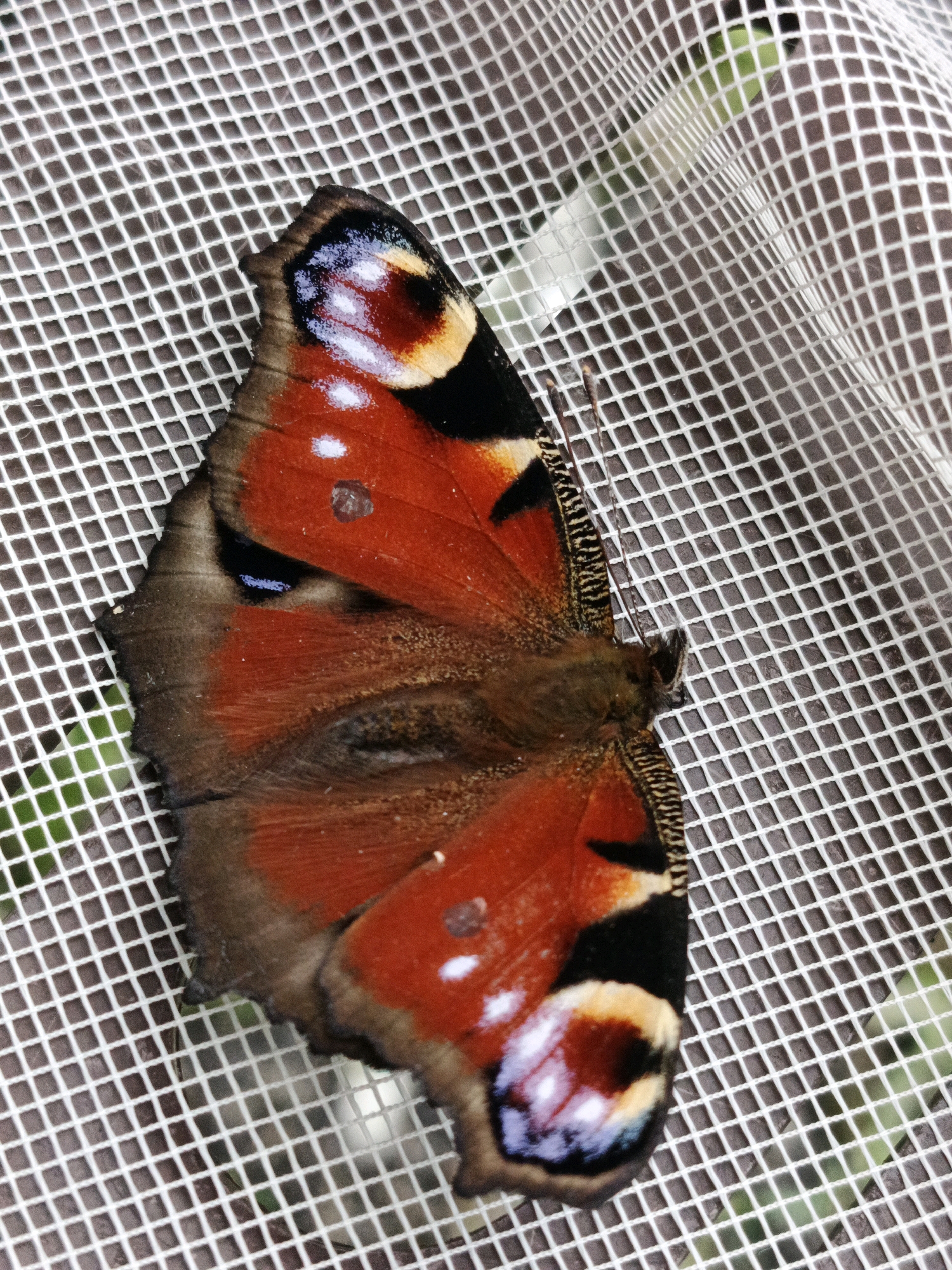 A close-up, high-angle shot shows a peacock butterfly resting on a white, grid-like mesh surface. The butterfly's wings are prominently displayed, exhibiting vibrant orange coloration with intricate black, yellow, and blue eye-spots. The left wing is partially obscured by the mesh. The background consists of blurred green foliage visible through the mesh. The scene appears to be outdoors, with soft, diffused lighting. There are no people present in the image, and no discernible objects beyond the butterfly and mesh. The image does not provide any information or context related to Bessonovka, Russia.