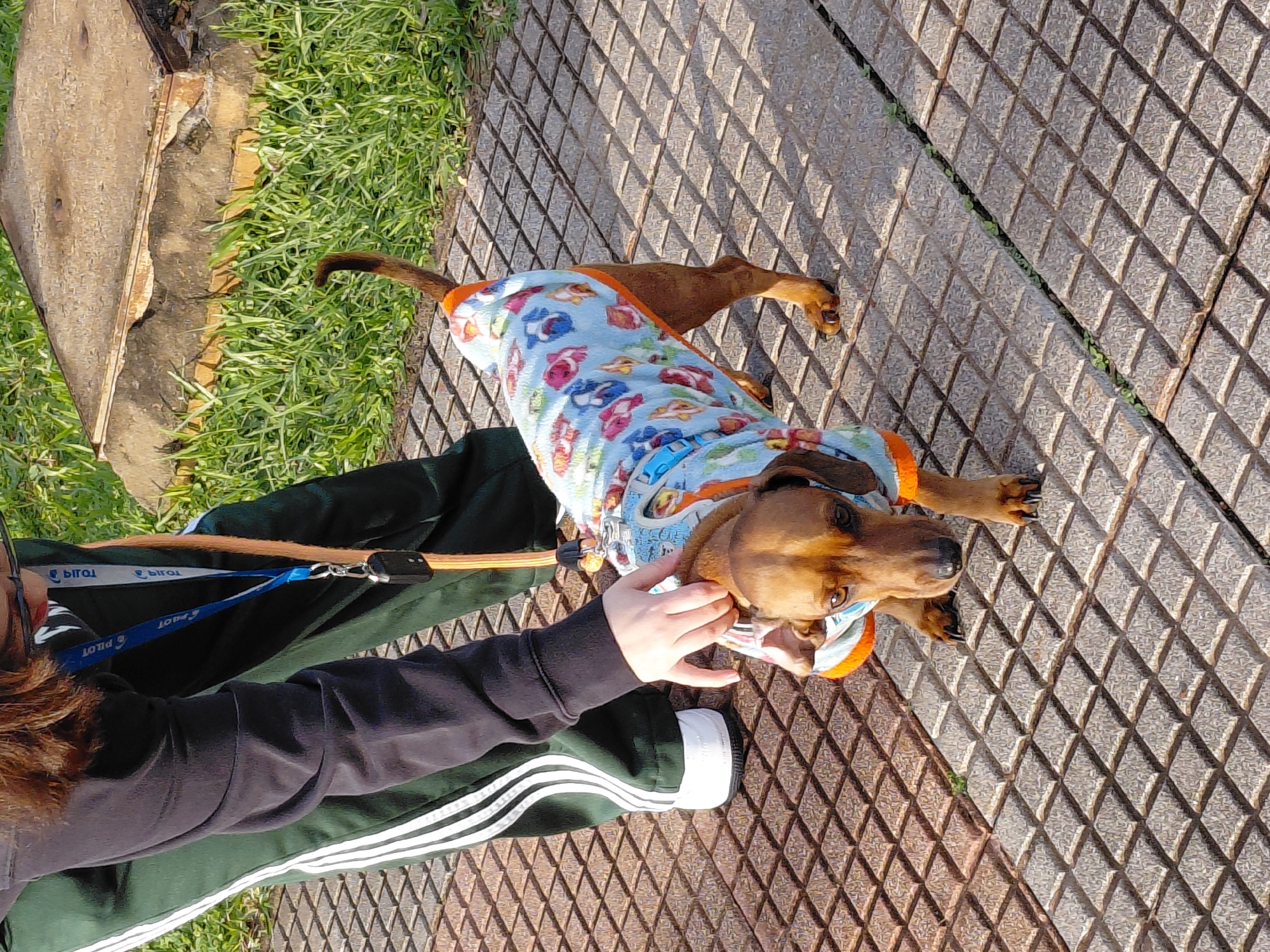 A dachshund wearing a blue shirt with cartoon characters is on a tiled path. A person's hand is petting the dog. The person is wearing dark pants with white stripes and a black jacket. In the background, there is grass and a concrete structure. The image was taken in Encarnacion, Paraguay.