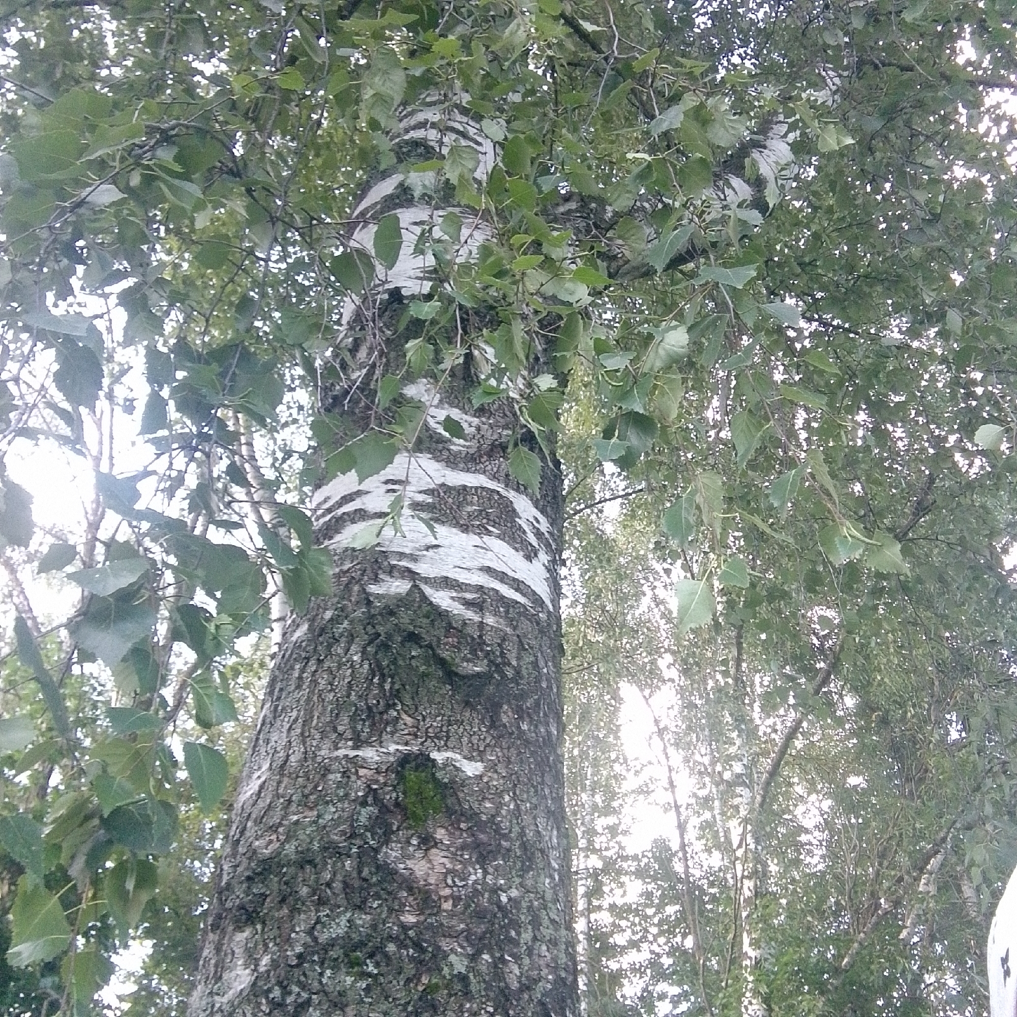 A close-up, low-angle shot captures the bark of a birch tree in Vyazniki, Russia. The tree's trunk, textured with rough, gray-green bark, is marked by distinct horizontal white stripes characteristic of birch species. Lush green leaves, illuminated by dappled sunlight, hang from branches that crisscross above the trunk, obscuring the sky. The background reveals more trees and foliage, suggesting a forest or park setting. The overall lighting is soft and diffused, consistent with an overcast day or shaded area.