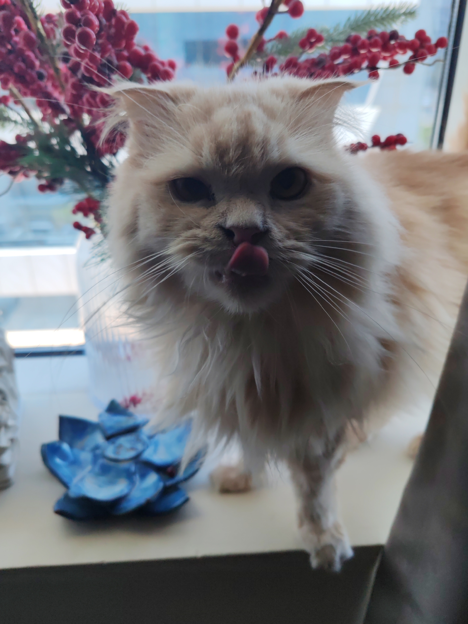 A close-up shot features a fluffy, light orange cat with long fur and large whiskers, its tongue sticking out to lick its nose. The cat is positioned on a white surface, possibly a windowsill, with a blurry background of a window showing a cityscape. To the left of the cat, a decorative object resembling a blue succulent is visible, and behind the cat, a branch with red berries is also present. The overall lighting suggests an indoor setting, likely during the daytime. The image does not contain any information about the city of Dubai or the United Arab Emirates.