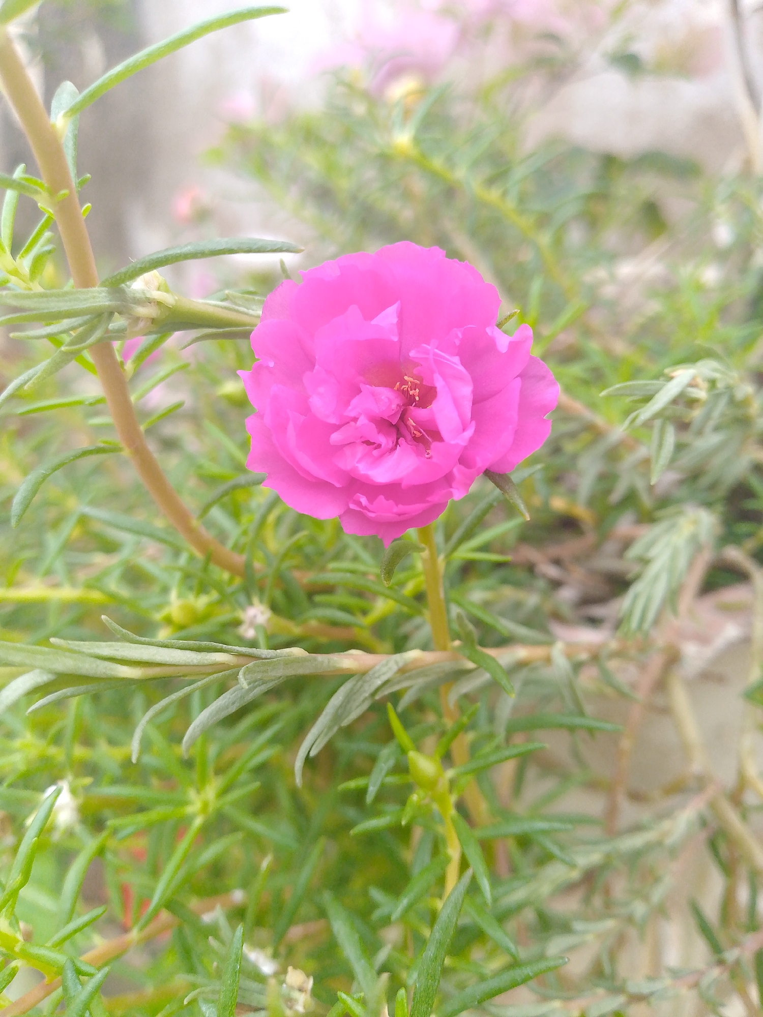 The image shows a vibrant pink flower in full bloom, surrounded by green, needle-like foliage. The plant appears to be outdoors, likely in a garden or similar setting. The location is stated to be Tinaquillo, Venezuela, though there are no specific architectural or geographical features in the image to confirm this.