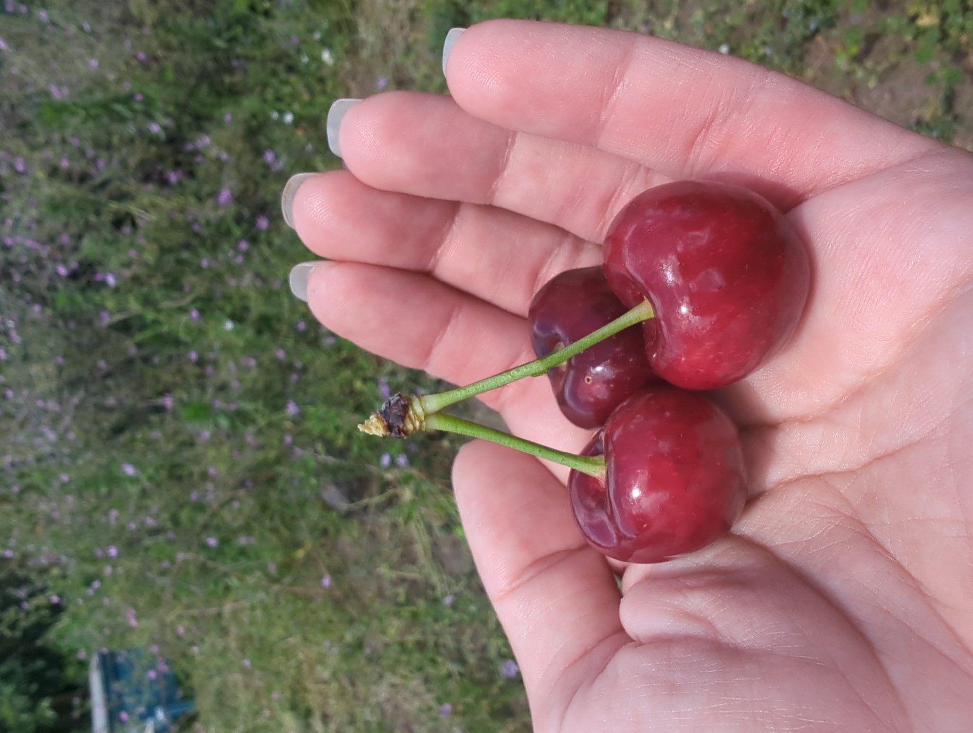 A close-up, over-the-shoulder shot shows a person's open palm holding three ripe, dark red cherries with green stems. The cherries are slightly shiny and appear to be fresh. The background is a blurry field of green grass and small purple flowers, with a blue structure partially visible on the left. The image appears to have been taken outdoors on a sunny day.