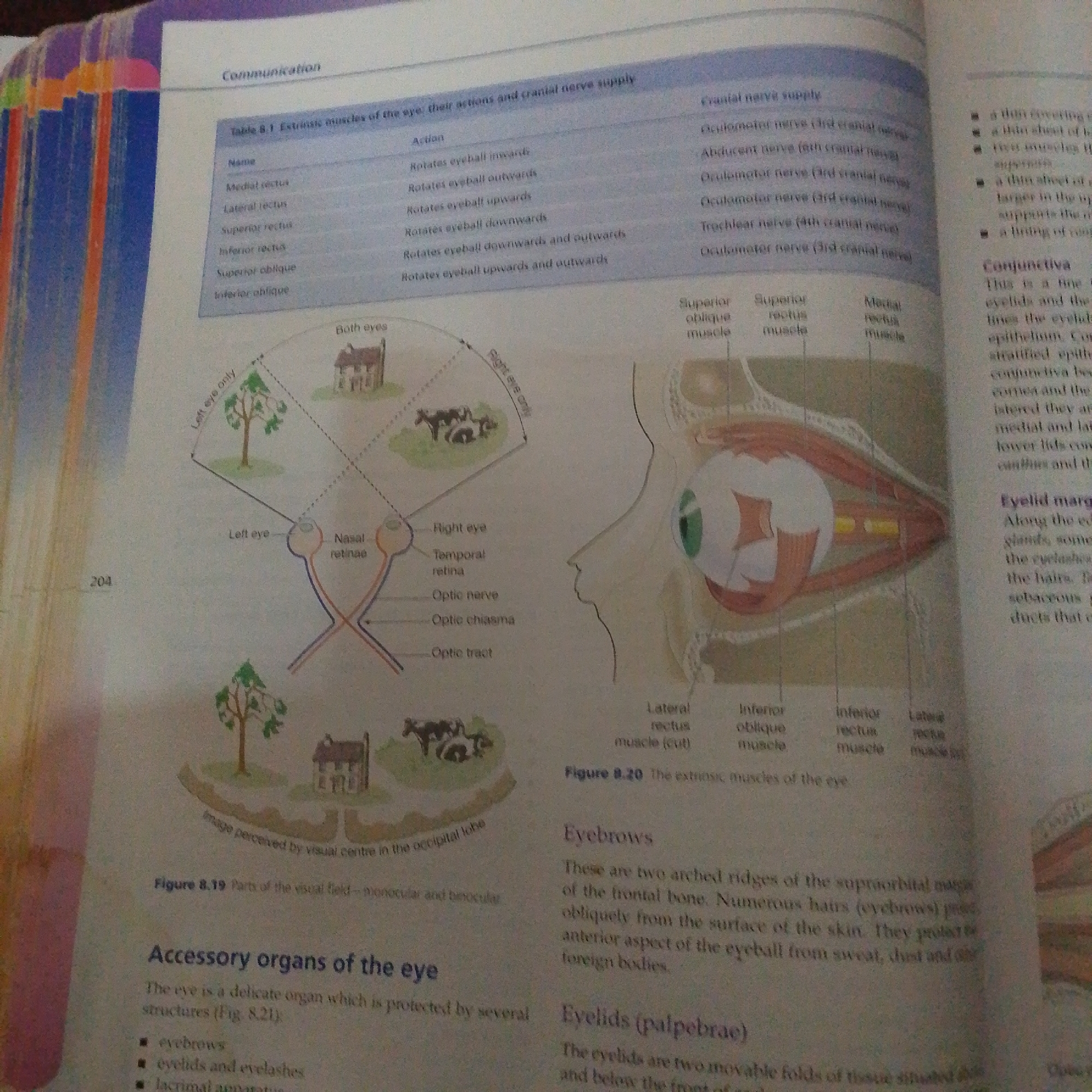 The image displays an open book with diagrams and text related to the anatomy and function of the human eye. The left page features a table titled "Table 8.1 Extrinsic muscles of the eye: their actions and cranial nerve supply," accompanied by a diagram illustrating how images are perceived by the visual center in the occipital lobe, showing monocular and binocular vision. This diagram depicts trees, houses, and cows from the perspective of the left eye, right eye, and both eyes. The right page contains a detailed illustration of the human eye and surrounding structures, along with text sections describing "Conjunctiva," "Eyelid margins," and "Eyebrows." The image provides educational content on ocular muscles, vision pathways, and accessory organs of the eye. There is no information within the image that pertains to Jalingo, Nigeria, or any specific urban location.