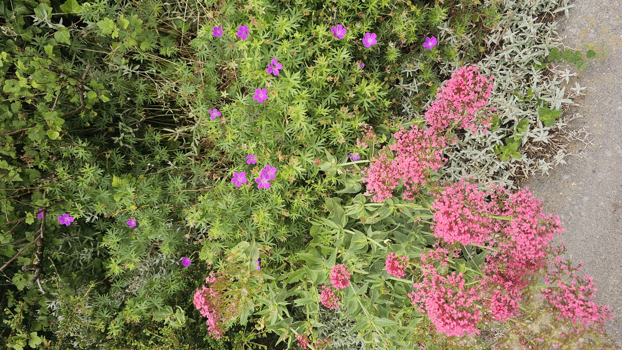 This is a high-angle, vertical, full shot of a dense, naturalistic planting area at ground level, featuring a mix of pink and purple flowers and green foliage. In the lower left and spanning across the bottom are clusters of small, bright pink flowers, possibly Sedum. Interspersed with the pink flowers and the surrounding green foliage are scattered, five-petaled, magenta-pink flowers, likely Geranium. The greenery is a mix of finely dissected leaves and broader, more rounded leaves. The background is filled with lush, dark green foliage, suggesting a wild or overgrown garden setting. The ground at the bottom of the image is a rough, greyish-brown surface, appearing to be gravel or a similar path. The overall impression is one of a natural and abundant floral display. The location in Boussu-lez-Walcourt, Belgium, is not directly evident from the visual information presented in the image itself.
