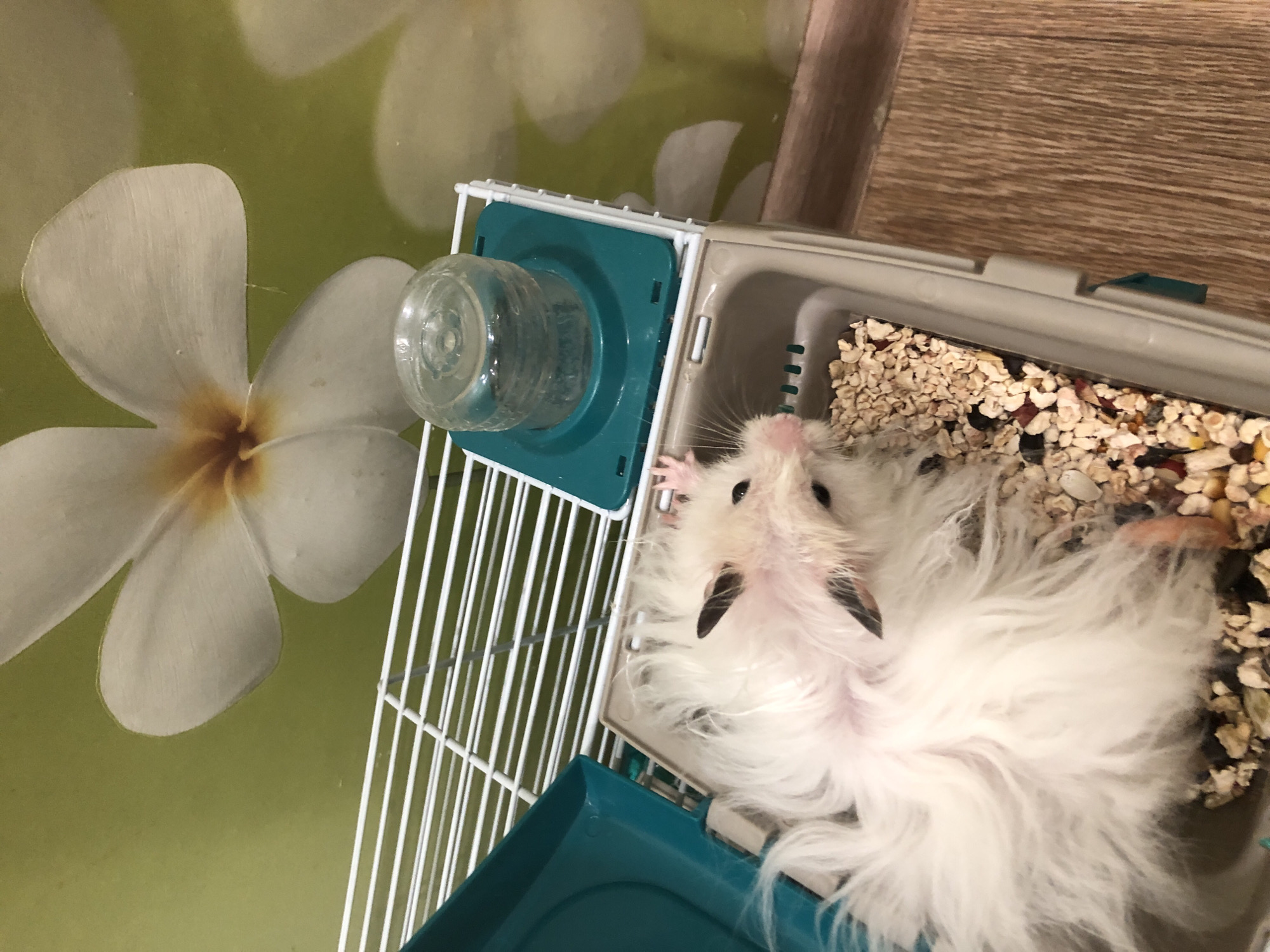 A fluffy white hamster is lying on its side in a cage filled with bedding and food. The cage has a plastic base and a metal grate top. A water bottle is attached to the top of the cage. The background is a green wall with a large floral pattern. There is no information about the location in the city of Solikamsk, Russia.