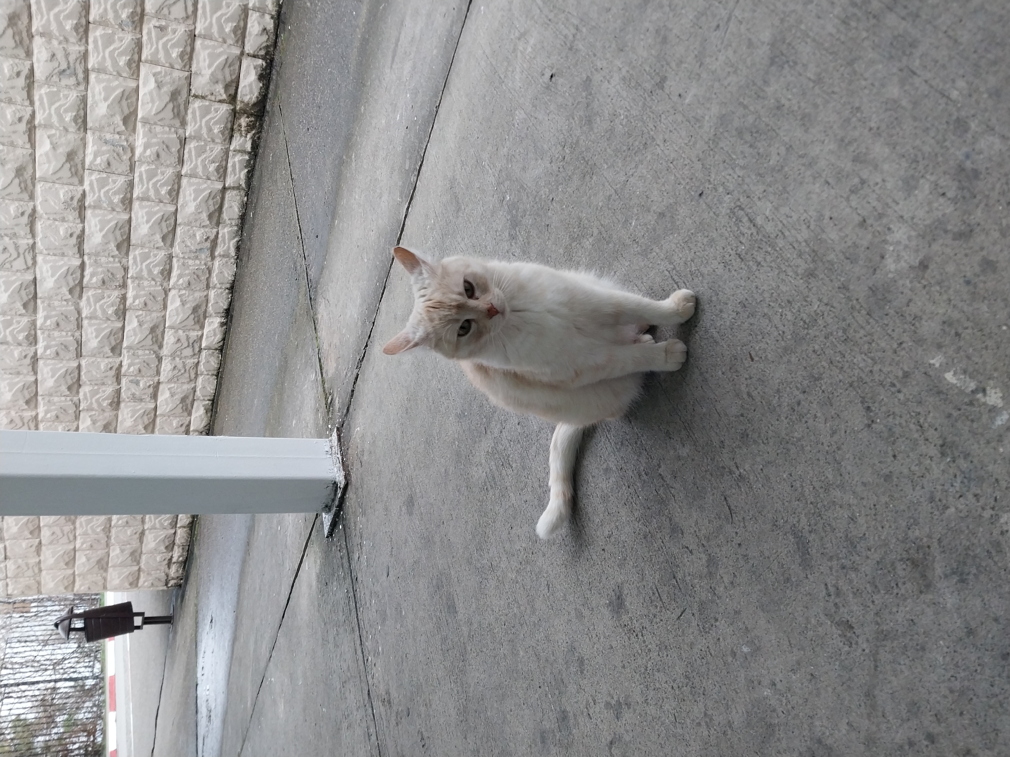 A light-colored cat, possibly a cream or pale orange tabby, is the central subject of this outdoor photograph. The cat is captured in a seated position on a grey concrete surface, looking directly at the camera with a calm and observant expression. Its front paws are tucked neatly, and its tail rests extended behind it.
To the left of the cat, a textured wall made of light-colored, rectangular stone or tile blocks runs vertically along the edge of the image. The base of this wall shows some dark discoloration, possibly moss or dampness. A white, square-sectioned pillar is prominent in the lower-left, anchored to the concrete surface. Further in the background, behind the pillar, a dark brown trash can with a peaked lid is visible. Beyond the trash can, a fence or gate with red and white stripes is partially seen, alongside sparse, bare tree branches, suggesting a colder season.
The concrete ground beneath the cat shows signs of wear, with minor cracks and textured patches. The surface appears slightly damp in areas, indicating recent moisture, though no active precipitation is visible. The lighting suggests it is daytime, likely under an overcast sky or diffused light, as there are no strong, defined shadows. The overall scene depicts an outdoor, possibly public or semi-public area in Sochi, Russia. No visible text is present in the image.