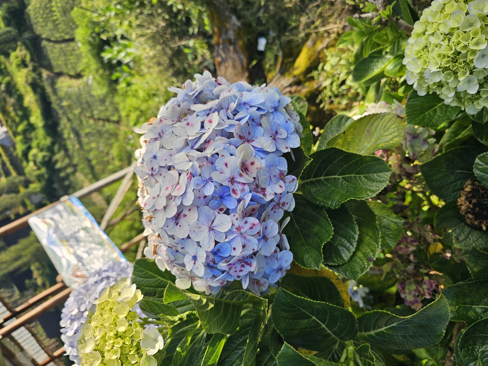 The image shows a cluster of hydrangeas with blue and pink speckled petals, surrounded by lush green leaves. In the background, a hillside is covered in vegetation and terraced fields, possibly tea plantations, suggesting a rural or mountainous location. A wooden structure and a sign are partially visible to the left. The lighting indicates it's daytime, possibly morning or late afternoon, with the sun casting a warm glow on the scene. The location is identified as Tlahab, Indonesia, a region known for its natural beauty and agricultural landscapes.