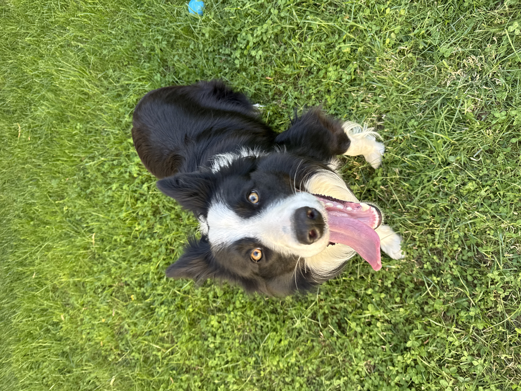 A black and white Border Collie dog lies on green grass. The dog's tongue is hanging out. There is a blue ball visible in the upper left corner of the image. The location is not known to be in Berkovitsa, Bulgaria.