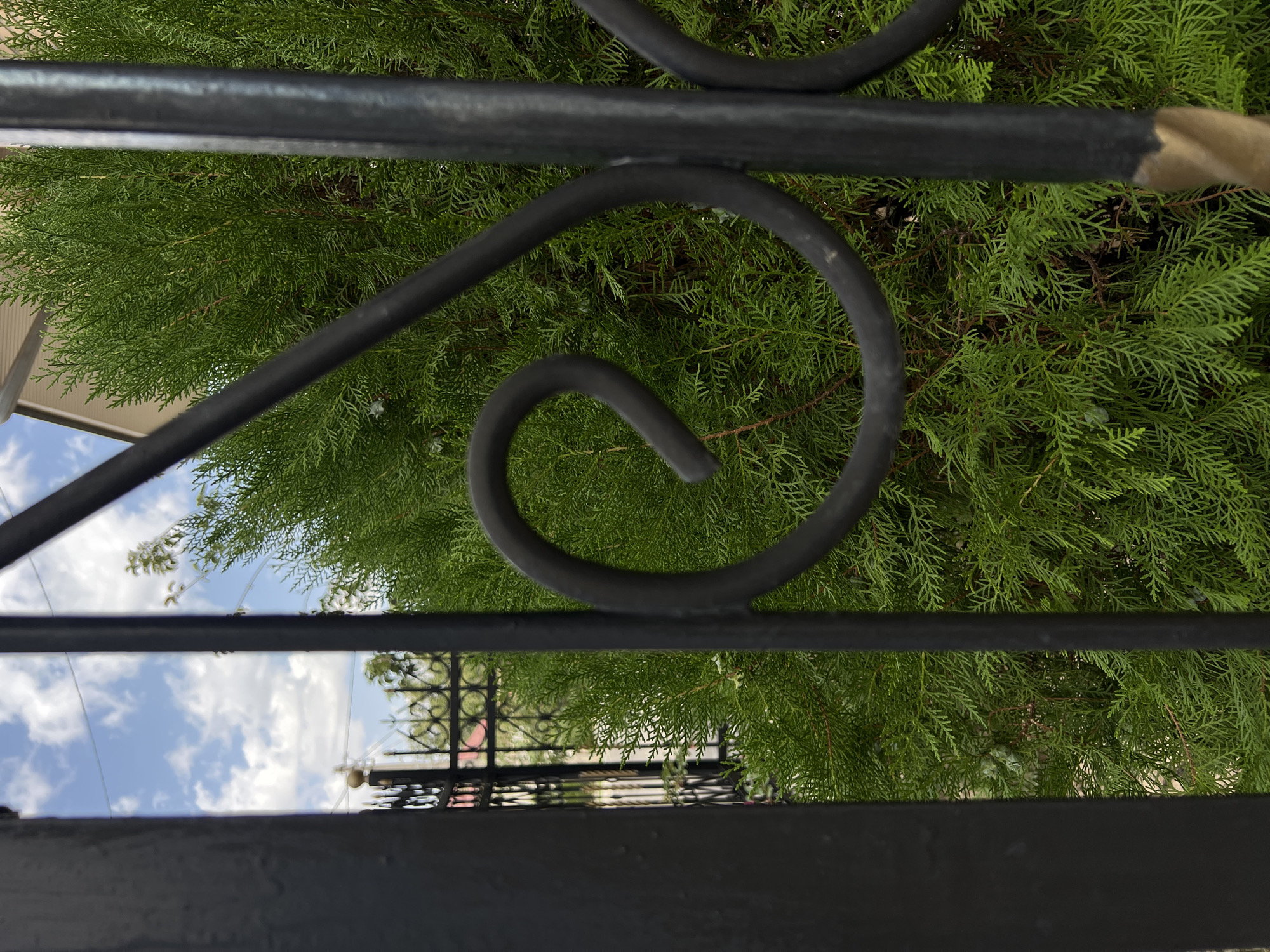 The image shows a close-up view of a green coniferous bush peeking through a black metal fence. The fence has decorative swirls and vertical bars, with one section of a bar showing a gold-colored twisted detail at the bottom. In the background, through the fence, a blue sky with scattered white clouds is visible, along with a portion of a light-colored building and another black metal fence with ornate spikes and a small golden ball finial. The foliage of the bush is dense and finely textured, with some small, light green cones or buds. The lighting suggests it is daytime, possibly late morning or early afternoon, with natural sunlight illuminating the scene. The overall impression is one of an outdoor residential or garden setting, typical of Tashkent, Uzbekistan, where decorative metalwork and evergreen landscaping are common. No people or animals are present in the frame.