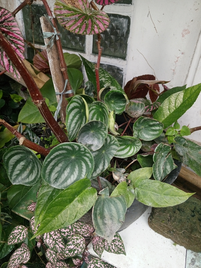 This close-up image, captured in Khe Sanh Commune, Vietnam, depicts a diverse arrangement of potted plants positioned against a light-colored wall. The central focus is a cluster of Peperomia argyreia, commonly known as Watermelon Peperomia, exhibiting numerous rounded, dark green leaves with distinct silver-grey striped patterns. Intermingled in the lower left are leaves of Hypoestes phyllostachya (Pink Splash Plant), characterized by green foliage heavily mottled with pink spots. In the upper left and right, Begonia leaves display prominent pink and green venation. A reddish-brown plant stem is visibly supported by a light brown wooden stake, secured with two light blue plastic ties. The plants are contained within a dark, partially visible planter positioned in the bottom right. The background features an off-white wall, showing some surface irregularities, and a partial view of a window or vent composed of translucent, textured glass blocks with white framing in the upper left. The lower right foreground reveals a light-colored surface, possibly tiled, with a dark, irregularly shaped object, potentially a moss-covered rock or coir, resting upon it. No people or discernible human activity are present in the scene.