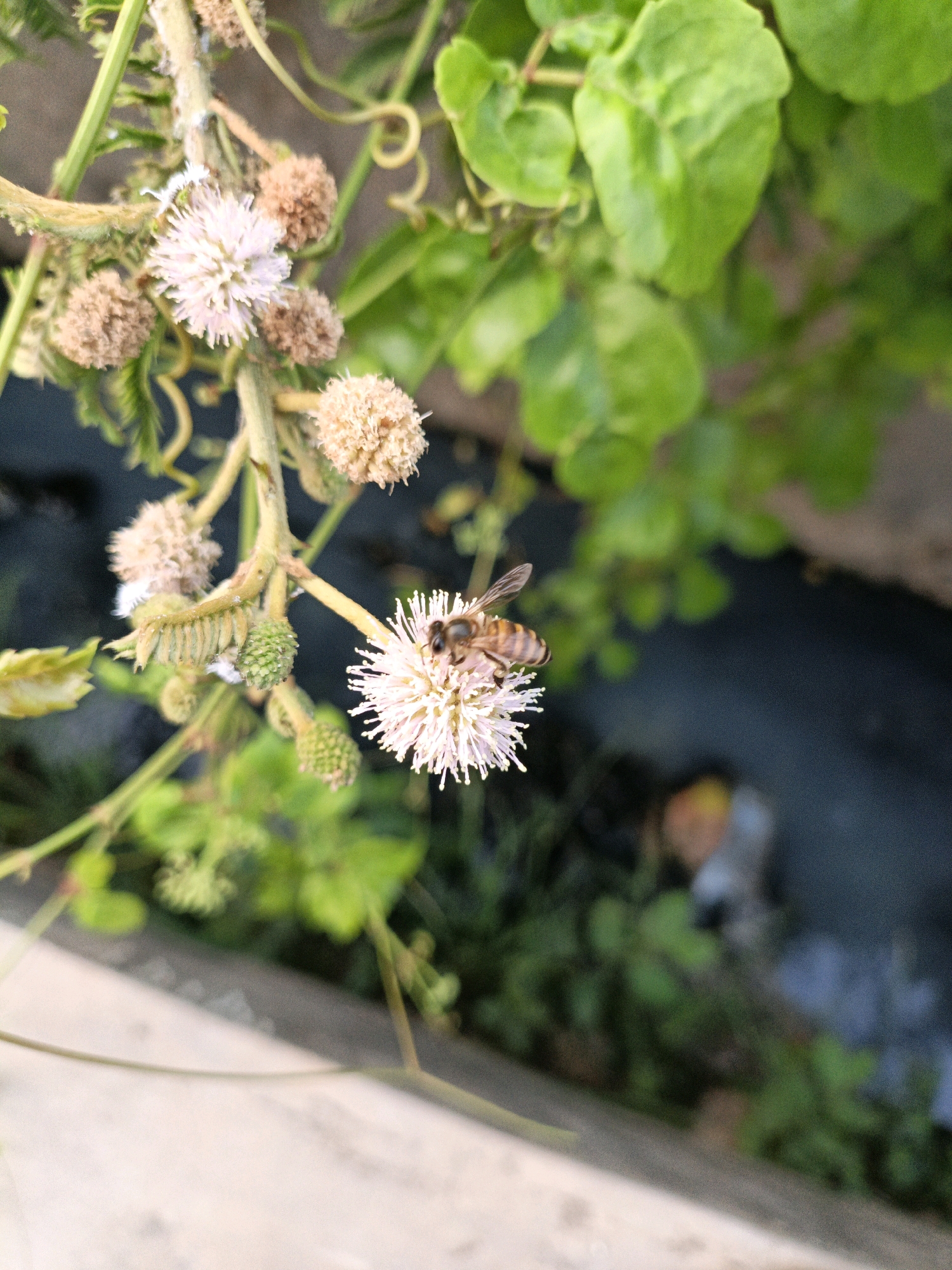 A bee is perched on a light pink, fluffy flower, its body striped with brown and yellow. The flower is part of a cluster of similar blooms, some of which are still developing into small green seed pods. The plant has thin, green stems and some unfurling leaves. In the background, lush green foliage creates a soft, blurred backdrop. The scene appears to be outdoors, possibly in a garden or natural area within North Jakarta, Indonesia, given the bright sunlight and vibrant plant life. The ground in the foreground is a pale, textured surface, and a dark, watery area is visible in the mid-ground.