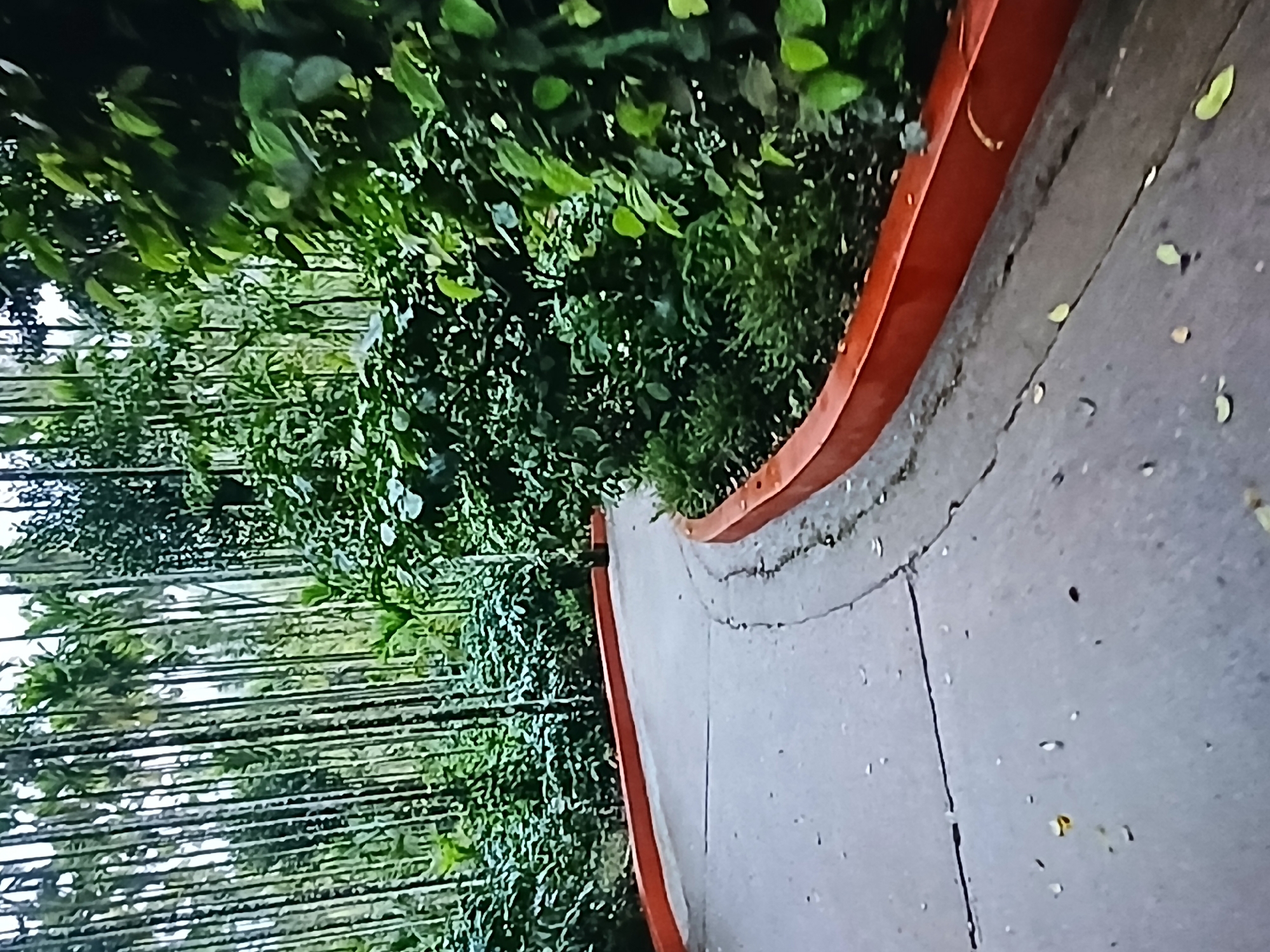 A pathway in Bengaluru, India is framed by lush green foliage on one side and a row of thin trees on the other. The pathway is made of cracked concrete with a red border.