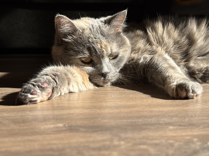 An indoor scene in Sofia, Bulgaria, depicts a domestic cat lying on a light-colored wooden floor. The cat, identified by its dilute tortoiseshell or calico fur (grey, orange, and cream coloration), has yellow-amber eyes and is positioned facing slightly to the right of the viewer. Its head rests on its outstretched left forepaw, which displays visible pink paw pads. The cat's body is extended along the floor, partially illuminated by a strong, direct light source, likely sunlight, from the left, casting distinct shadows. The background behind the cat is dark and indistinct, suggesting a shadowed area or furniture. No other individuals or objects are present in the visible frame.