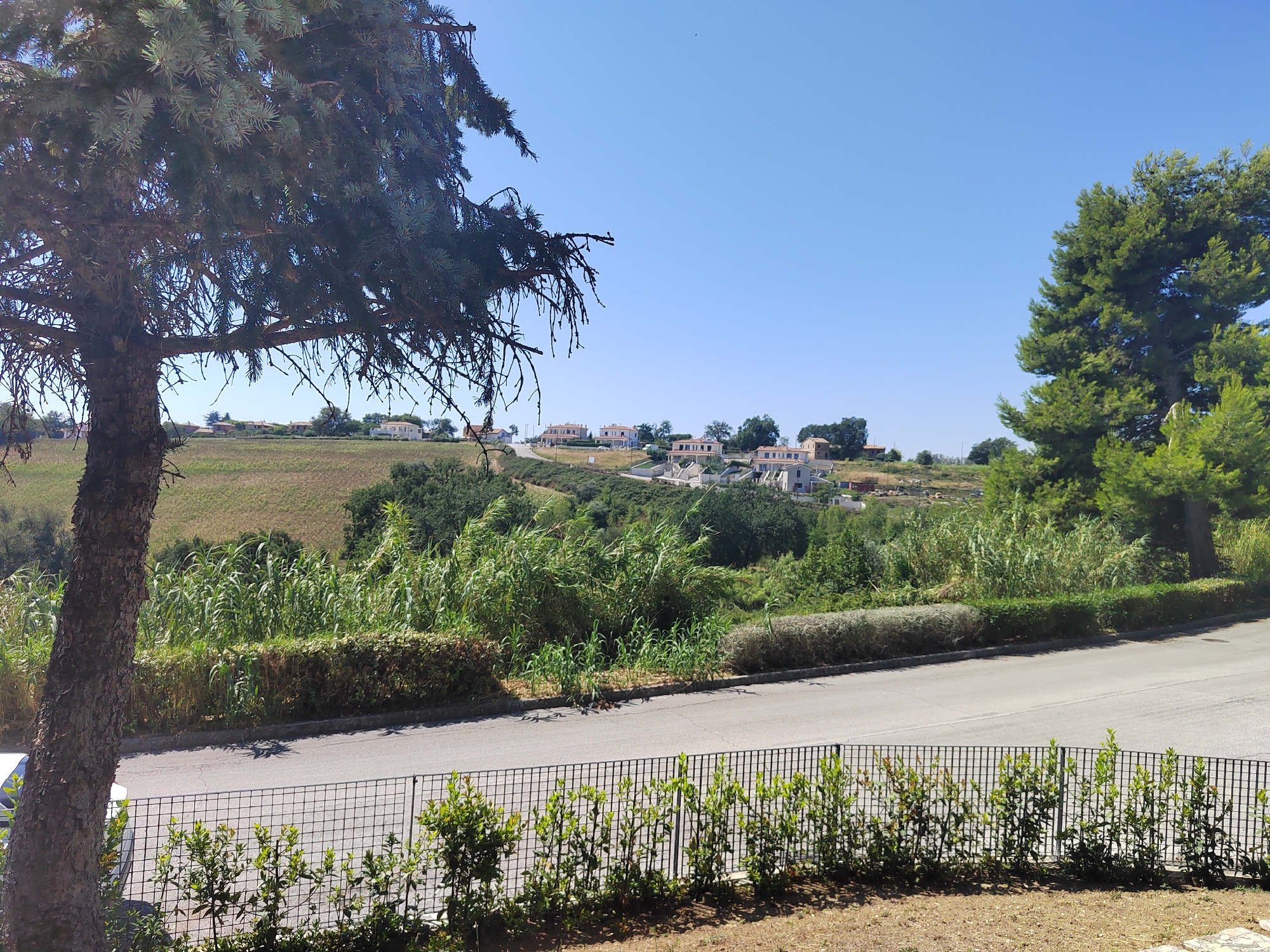 The image depicts a scene in Porto Recanati, Italy, on a sunny day. In the foreground, a metal fence with a low hedge runs horizontally across the frame. Beyond the fence, a paved road curves slightly to the right. A tall, mature evergreen tree with dark bark stands prominently on the left side of the image, its branches extending over the scene. Behind the road and hedge, a dense line of tall green plants and shrubs creates a visual barrier. In the mid-ground, a rolling green hillside is visible, dotted with several white houses with terracotta roofs, suggesting a residential area. The sky above is a clear, bright blue. The overall impression is of a tranquil, semi-rural landscape bathed in bright daylight.