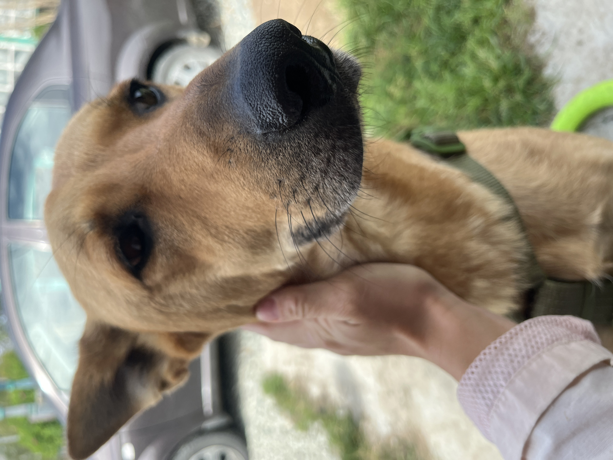 A close-up, low-angle shot shows a medium-sized, tan dog with black fur around its nose. The dog's head is tilted slightly to the right, and its eyes are looking forward. A human hand with light skin and painted fingernails is gently touching the dog's head, near its left ear. The dog is wearing a green collar. In the blurred background, a car and green grass are visible, suggesting an outdoor setting. The location is not specified as being in Nizhny Tagil, Russia.
