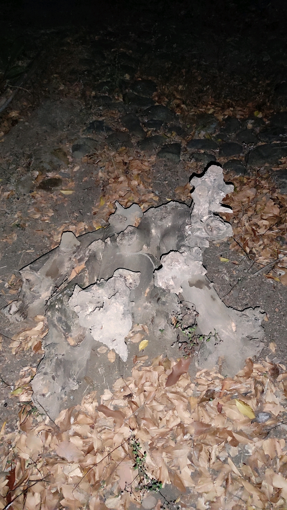 A close-up, eye-level shot shows a weathered, gnarled tree stump on the ground, partially covered by fallen brown leaves and a few small green plants. The stump is light gray and has an irregular, almost sculpted appearance, with several bulbous protrusions and sharp edges. The surrounding ground is dark soil, interspersed with larger, dark, rough stones forming a pathway. The background is dark and indistinct, suggesting it is nighttime or a shaded area. The overall scene is of an outdoor, natural environment within the city of Tanjungan, Indonesia.