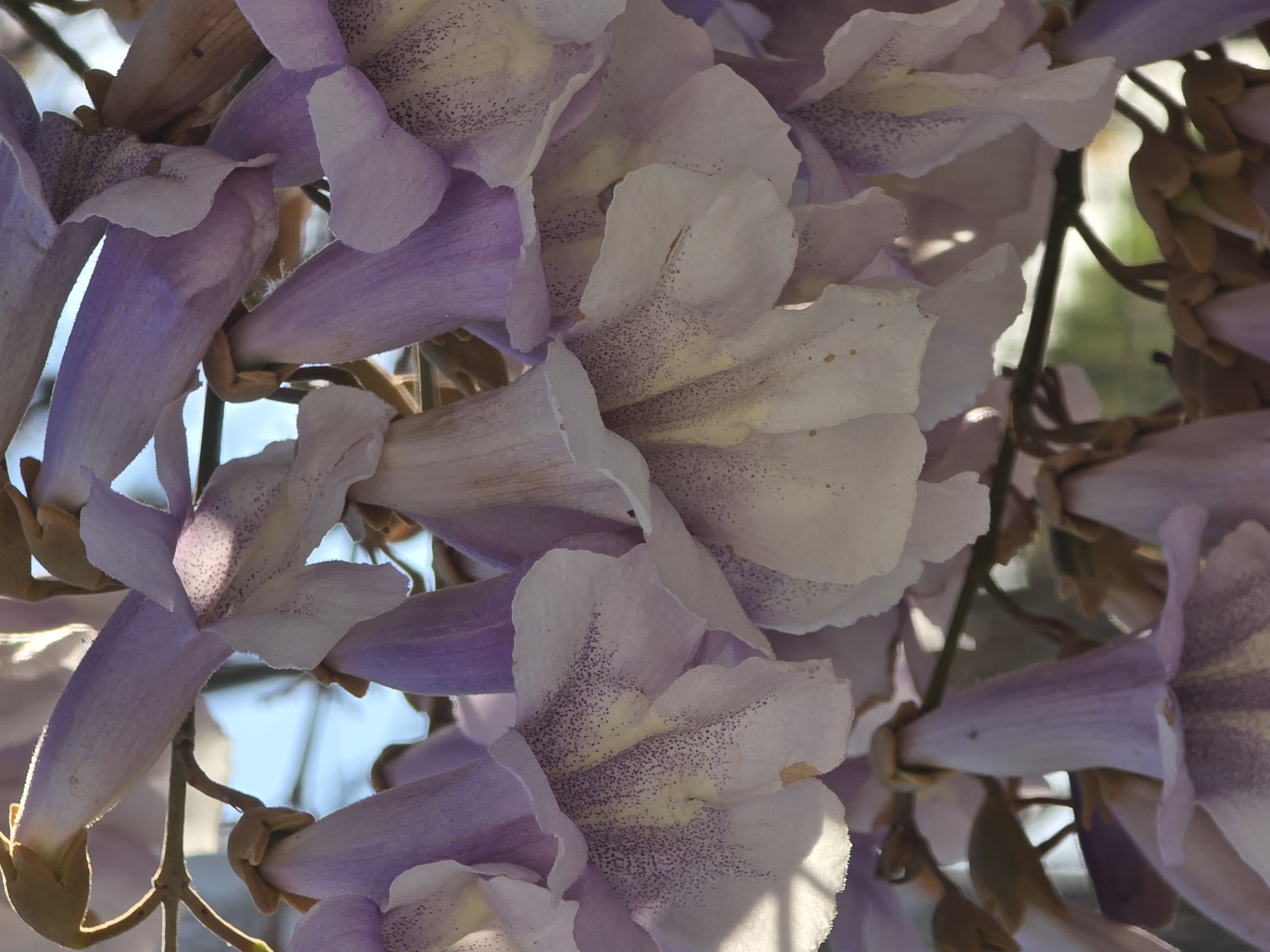 A close-up, brightly lit image showcases a dense cluster of lavender-purple flowers, likely from a Paulownia tree or Wisteria vine. The frame is almost entirely filled with these bell-shaped or tubular blossoms, which hang downwards in profusion.
Each flower features a delicate, elongated calyx in a soft lavender hue, opening into five distinct petals. The interior of these petals is predominantly white or pale yellow, adorned with numerous small, dark purple or almost black speckles that serve as nectar guides. Some flowers exhibit a deeper, richer purple on their outer surfaces, while others are a softer lilac. The light appears to be coming from behind or to the side, creating highlights and a gentle glow on the edges of many petals, especially where they meet the brighter background.
Brown, woody stems are visible interspersed among the flowers, providing structure. A softly blurred background, hinting at blue sky and possibly some distant green foliage, suggests an outdoor setting under natural daylight. The overall impression is one of lush bloom and natural beauty. There is no visible text.