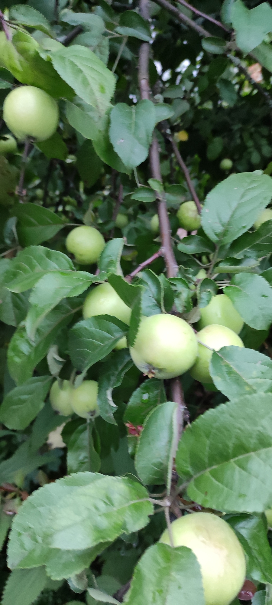 The image shows a cluster of young, green apples growing on a tree, likely in the city of Rosinka, Russia. The apples are still small and round, with a smooth, light green skin. They are surrounded by lush, green leaves, some of which appear slightly wet, suggesting recent rain or dew. The branches of the apple tree are visible, with dark bark. The background is blurred, indicating a shallow depth of field, and consists of more foliage and dappled light, creating a natural outdoor setting. No people are present in the image.