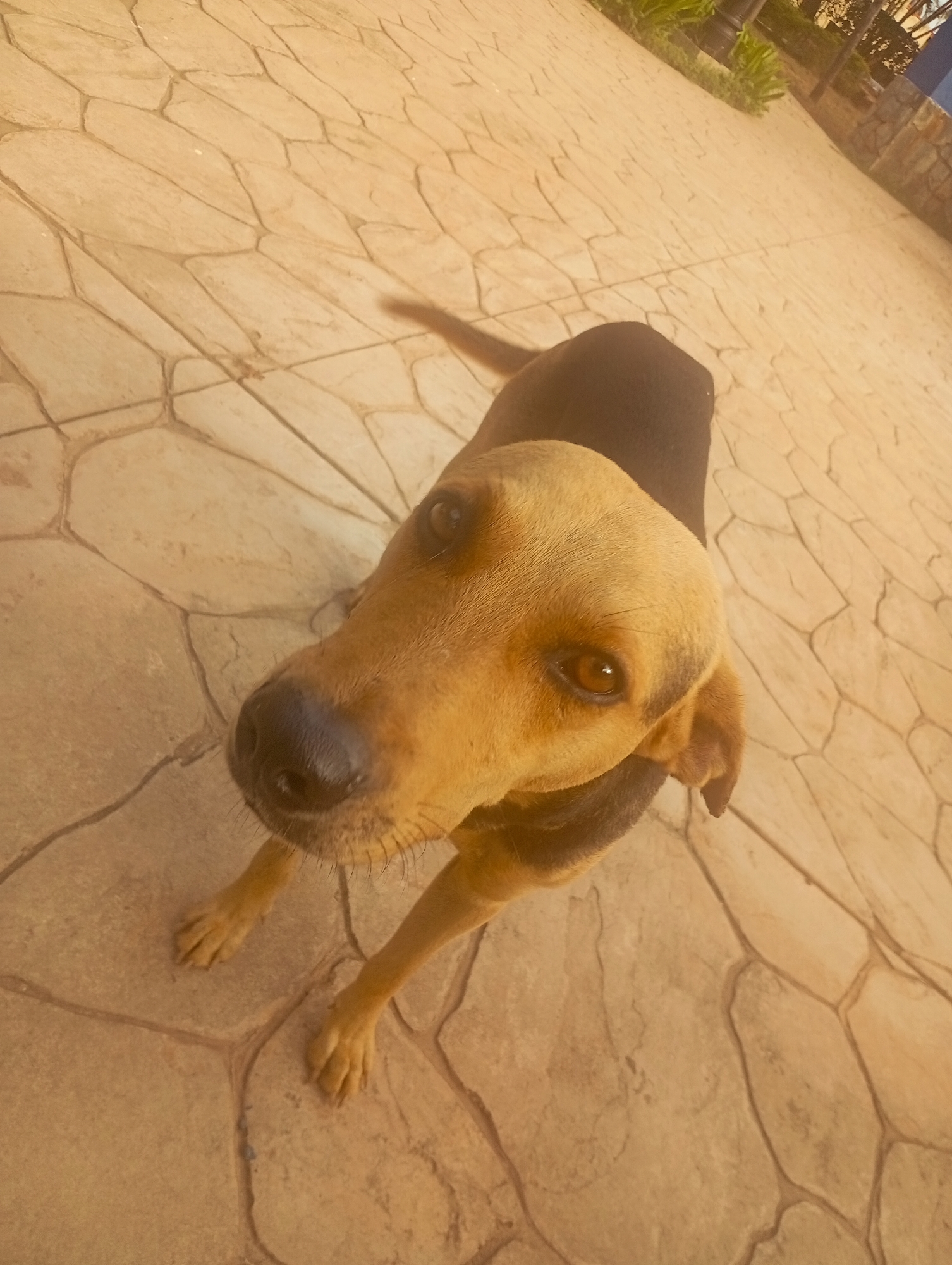 A close-up, high-angle shot shows a brown and black dog standing on a light brown stone-tiled surface. The dog's head and upper body are in focus, with its nose pointing directly at the camera. The dog's fur is a lighter brown on its head and darker brown/black on its body. The tiled surface shows a pattern of irregular polygonal shapes with darker lines marking the joints. In the upper portion of the image, a hint of green foliage and a blurred building are visible. The location is Playa El Agua, Venezuela.