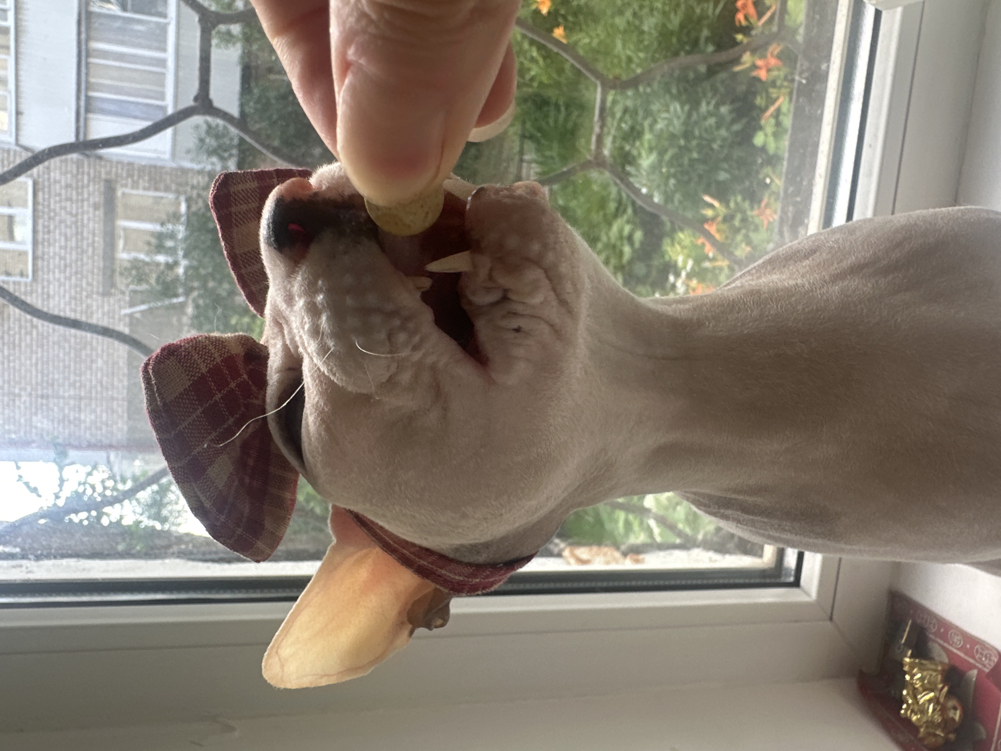 A close-up, eye-level shot shows a hairless cat, possibly a Sphynx, wearing a red and white checkered bow on its head. The cat is positioned at a windowsill, with its head tilted up and its mouth open as a human hand offers a small, light-colored circular object, possibly a treat or medication. The cat's sharp teeth are visible. Through the window, a blurred background reveals greenery with orange flowers, suggesting an outdoor setting. On the windowsill to the left, a small gold-colored ornament is visible. The scene does not contain any discernible landmarks that would allow for specific identification of its location within the city of Togliatti, Russia.