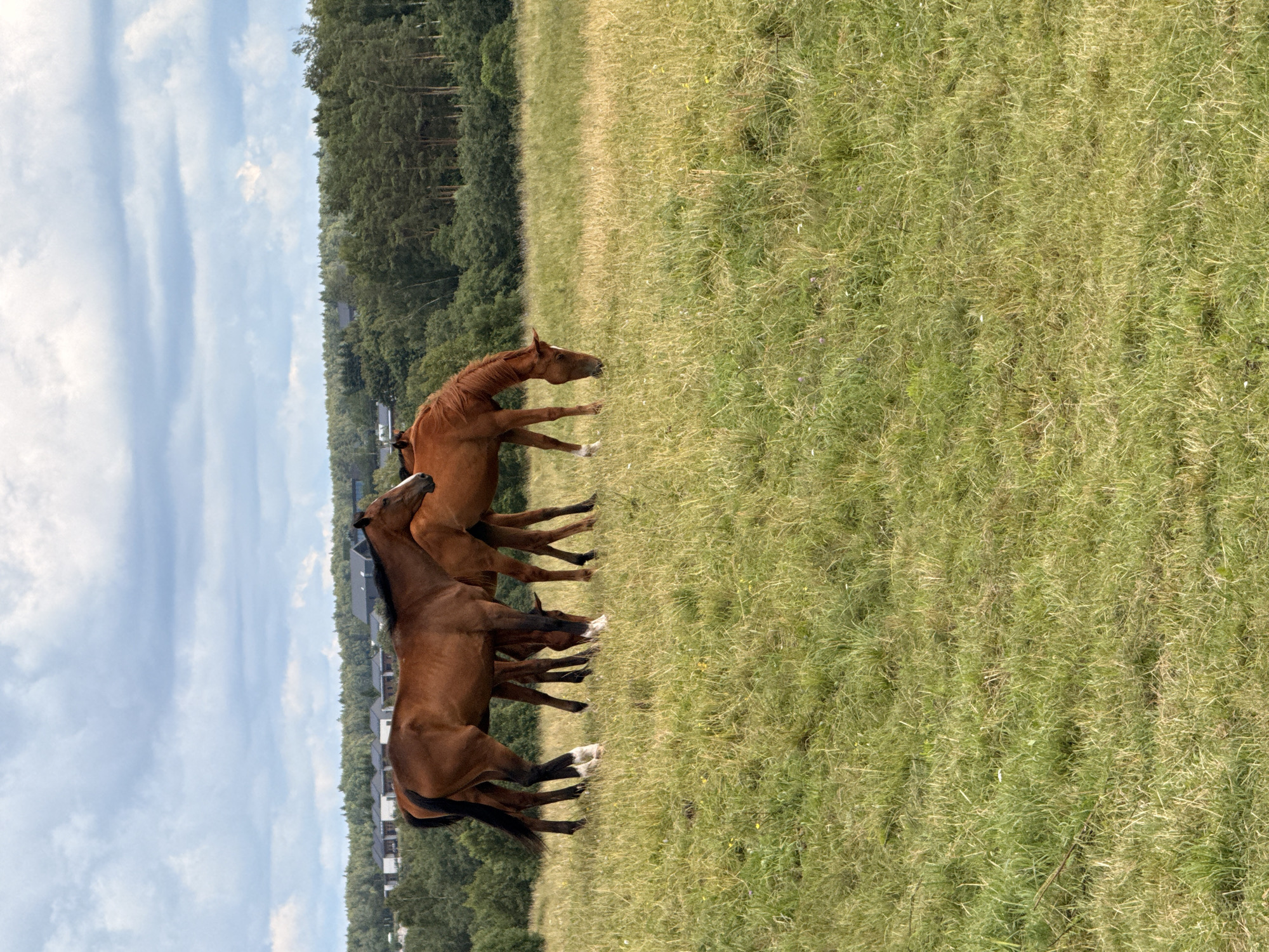 A herd of four brown horses are grazing in a grassy field on a cloudy day. In the background, a dense forest lines the horizon, and beyond that, a cluster of modern houses can be seen. The scene appears to be located in Galinė, Lithuania. The horses are positioned in the center and right of the frame, with some standing and others bending down to eat. The grass in the field is a mix of green and yellow, indicating dry or mown sections. The sky is filled with various shades of grey clouds.