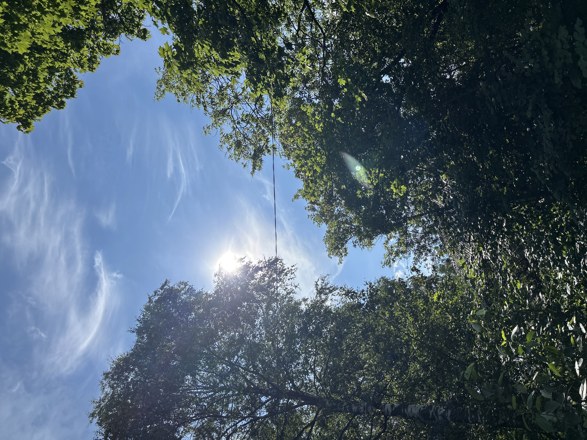A low-angle outdoor shot captures a sunny day with a bright sun peeking through the branches of lush green trees against a blue sky with wispy clouds. The sun's rays create a lens flare effect in the center right of the frame. A thin wire stretches horizontally across the image, roughly in the center, connecting two unseen points. The trees on the left are taller and appear to be closer to the camera, with a visible birch tree trunk among them. The trees on the right are also densely foliated. The overall impression is one of nature on a clear day.
