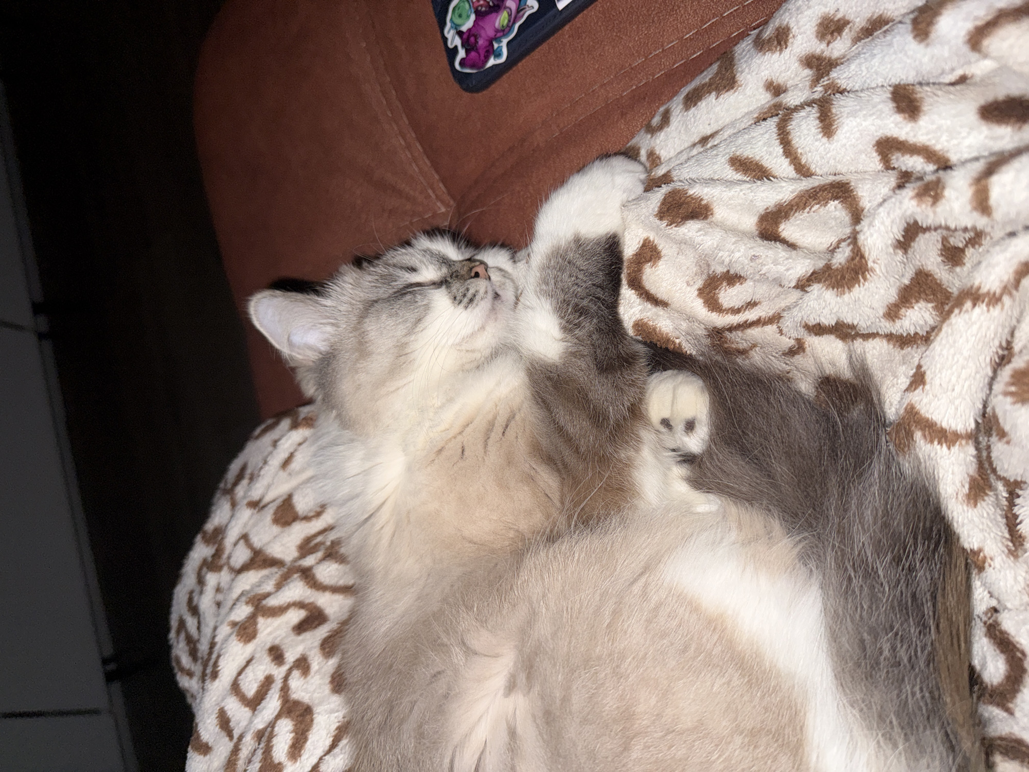A cat is sleeping on a blanket with a leopard print. The blanket is on a brown chair. There is a sticker on the chair. The location is not specified.