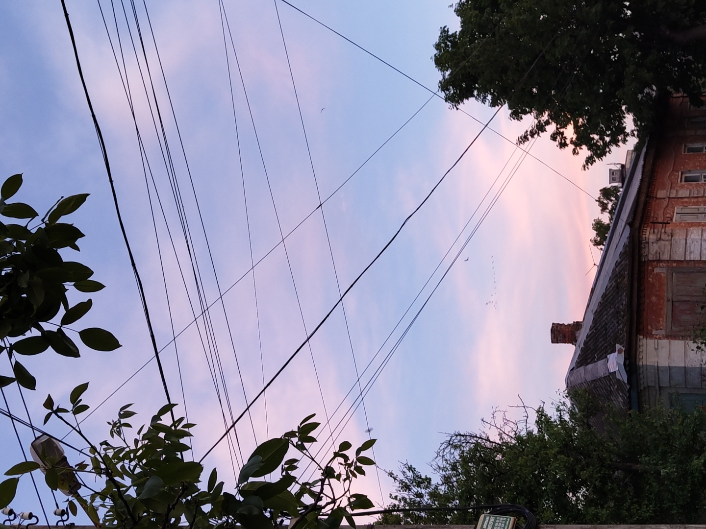 The image captures an upward view of the sky during either sunrise or sunset, showcasing a serene blend of soft blue and pastel pink-orange hues. Numerous dark power lines or communication cables crisscross the frame diagonally, creating a dense pattern against the colorful sky.
In the foreground, dark green foliage from trees and bushes frames the lower-left and bottom edges of the image, with additional tree canopies visible in the upper-right and lower-right sections. On the right side, an old, weathered building with a prominent dark roof and a brick chimney is visible. Its walls show signs of age, with peeling paint revealing reddish brick underneath, and several windows, some appearing to be shuttered or boarded up.
A flock of small birds is seen flying in formation against the pink portion of the sky, with another single, larger bird visible higher up. Partially obscured by leaves in the bottom-left, a section of what appears to be a street light or electrical fixture is present. In the bottom-right, a rectangular green electrical box with some small, indecipherable text or labels is visible, partially hidden by foliage. No people are present in the image. The scene evokes a tranquil and atmospheric mood typical of dawn or dusk in an urban or semi-urban environment.