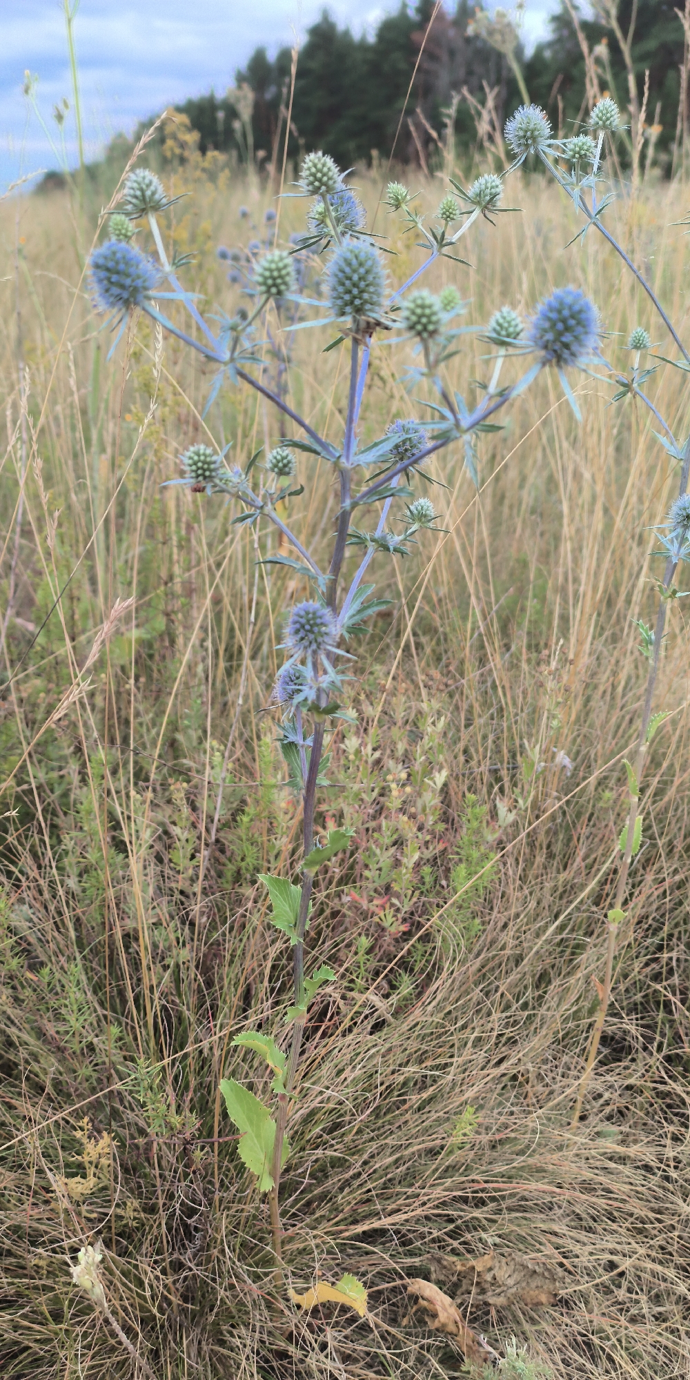 The image shows a close-up of a flowering plant with spiky blue-green flower heads. The plant has a purple stem with green leaves. It is surrounded by dry, golden-brown grass and other low-lying green plants. In the background, there is a blurred forest line under a cloudy sky. The scene appears to be outdoors in a natural setting.