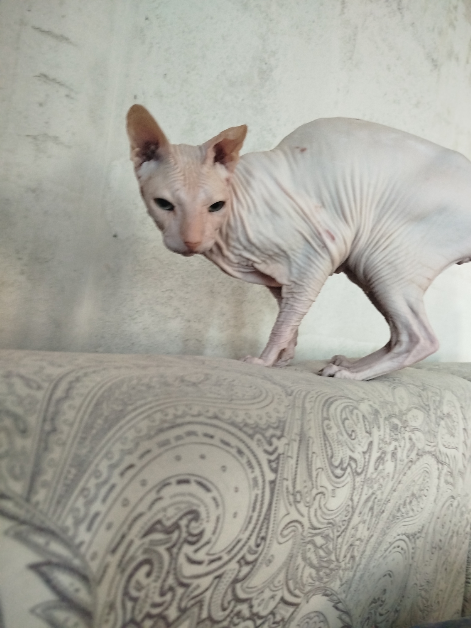A light-skinned sphynx cat with large ears and dark eyes is crouched on a light-colored sofa with a paisley pattern. The cat is positioned on the right side of the frame, facing the viewer with its head slightly turned to the left. Its body is arched, and its hind legs are extended. The background is a textured light-colored wall. There is no indication of the city of Zavodoukovsk, Russia, in the image.