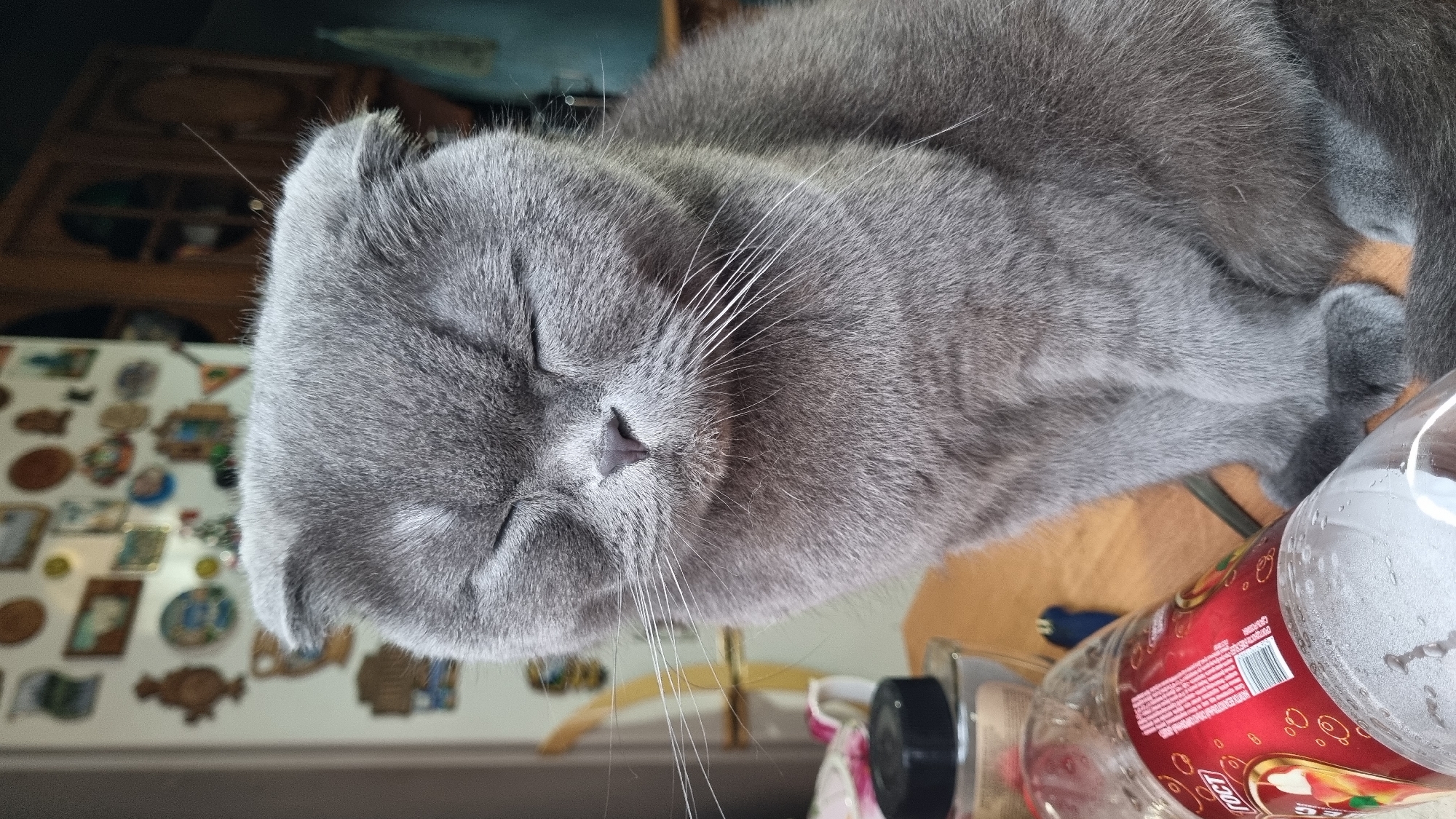 A close-up, eye-level, vertical, full shot shows a gray Scottish Fold cat sitting with its eyes closed. The cat is positioned centrally in the frame, with its head tilted slightly forward. Its ears are folded down, a characteristic of the breed. The cat's fur is short and dense, appearing soft and well-groomed. Its paws are tucked beneath its body.
In the foreground, a plastic bottle lies on its side. The bottle is partially filled with a liquid and condensation is visible on its surface. A red label with Cyrillic text and imagery is affixed to the bottle. To the left of the bottle, a black-lidded container is visible.
The background is softly focused, revealing a kitchen or dining area. A white appliance, possibly a refrigerator, is adorned with numerous small pictures or magnets. To the right, a wooden cabinet with glass doors is partially visible. The overall lighting appears to be natural, suggesting the photograph was taken indoors during the daytime. The scene is located in the city of Vysokoe, Russia.